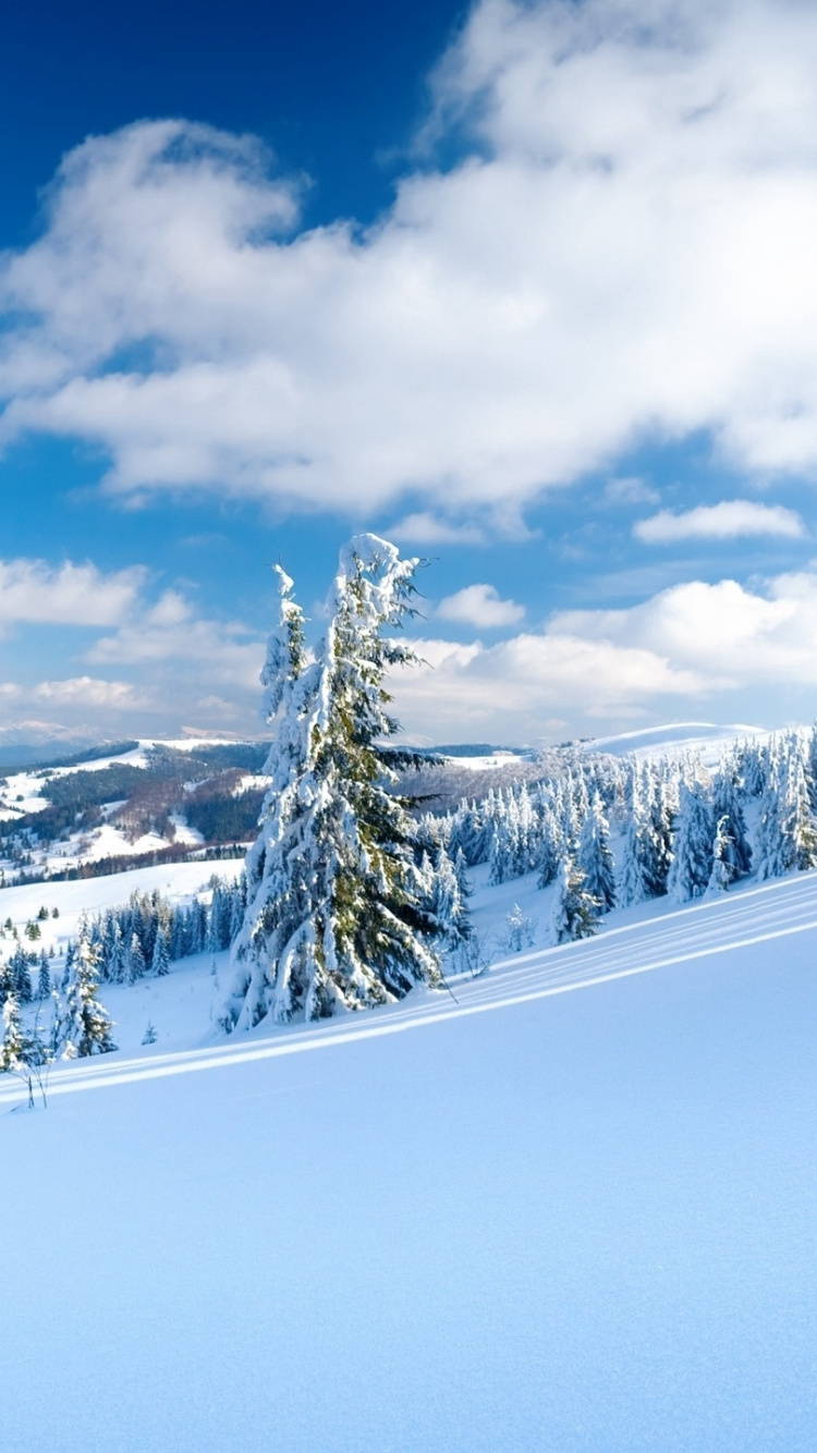 Green Pine Tree on Snow Covered Ground Under White Clouds and Blue Sky During Daytime. Wallpaper in 750x1334 Resolution
