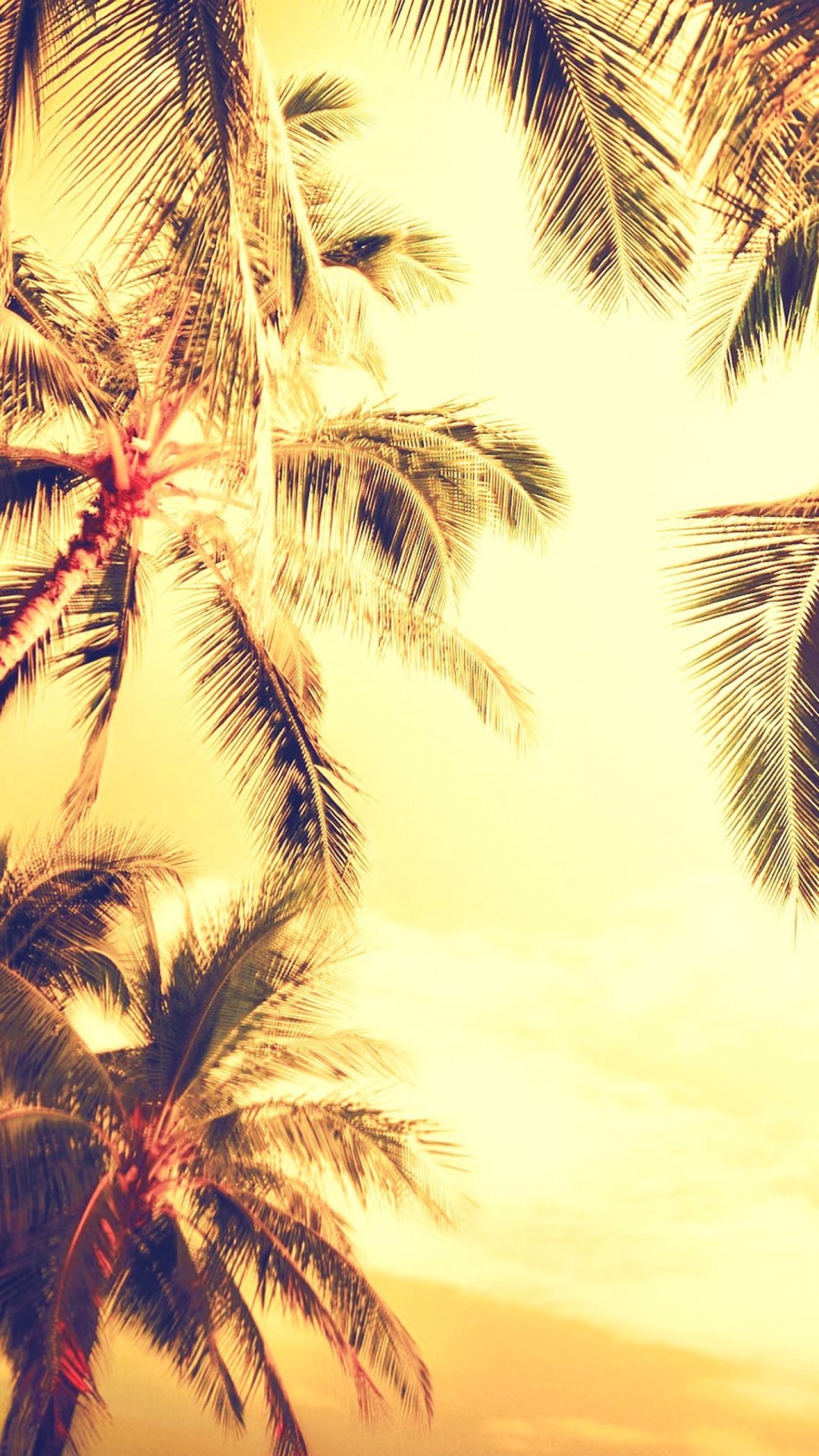 Palm Trees, Nature, Palm Tree, Tree, Plant. Wallpaper in 1080x1920 Resolution
