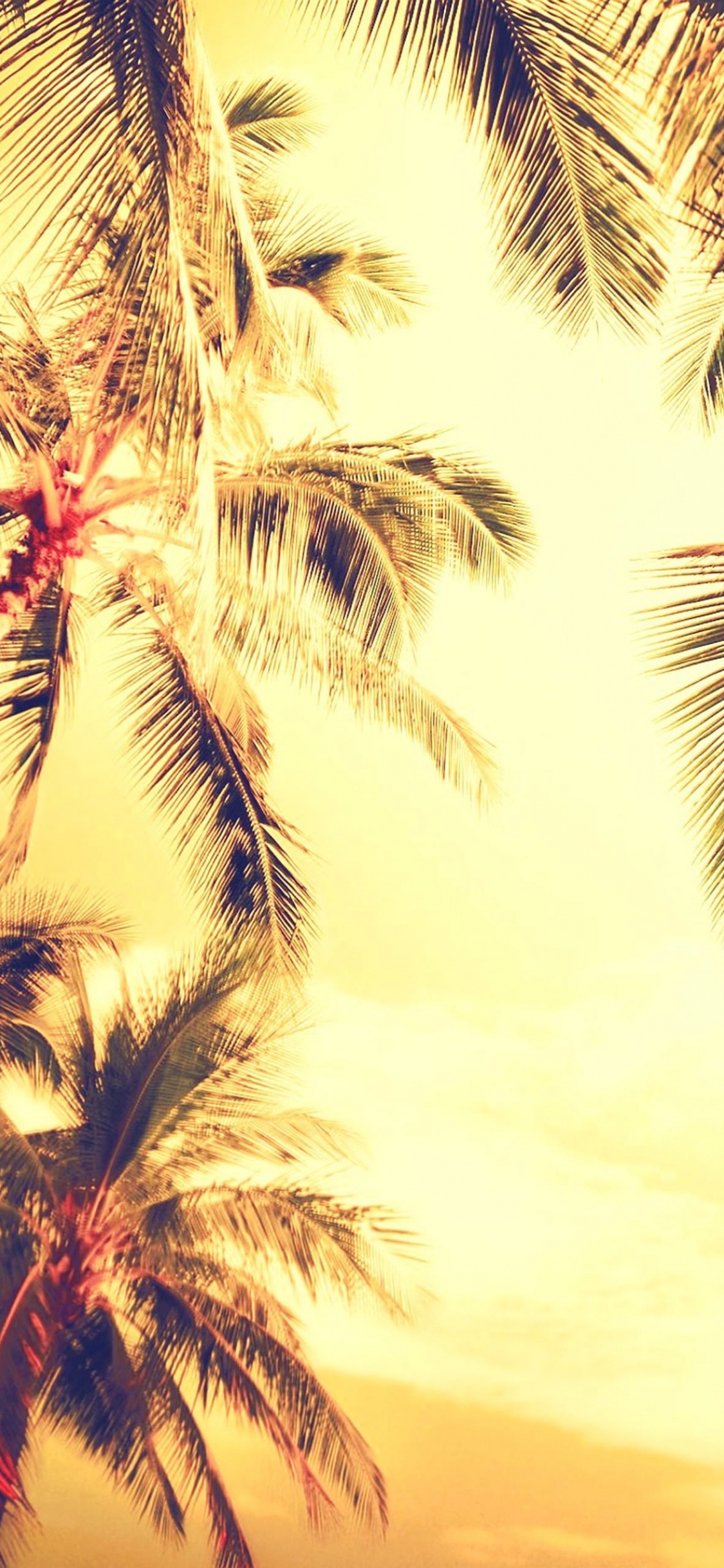 Palm Trees, Nature, Palm Tree, Tree, Plant. Wallpaper in 1125x2436 Resolution