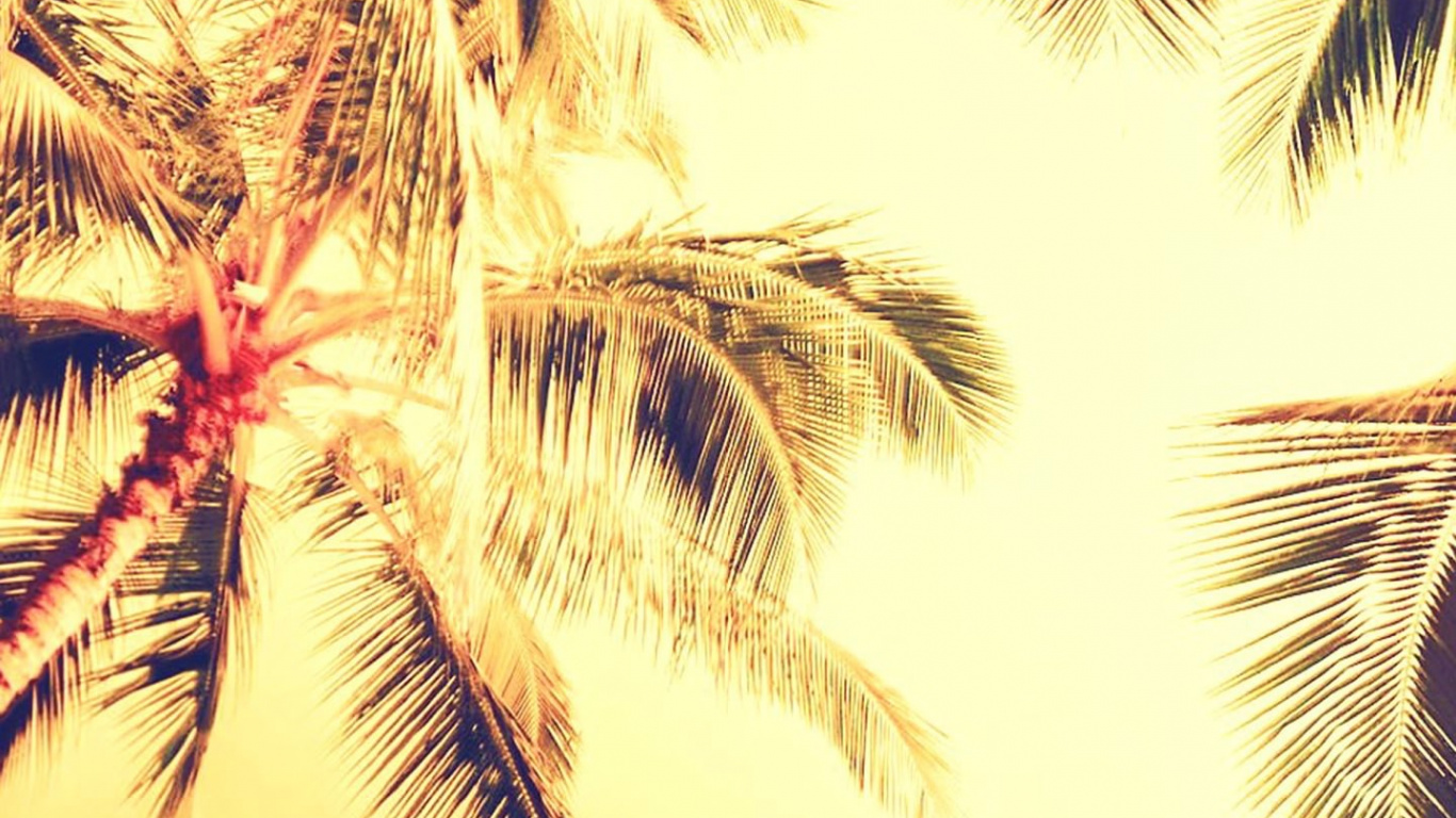 Palm Trees, Nature, Palm Tree, Tree, Plant. Wallpaper in 1366x768 Resolution