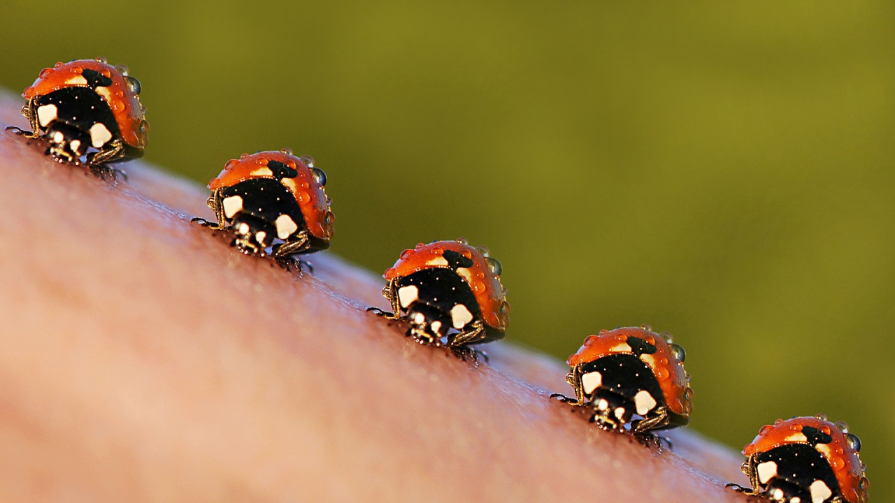 Sept Coccinelles Orange et Noir Sur Tige de Plante Verte en Photographie Rapprochée. Wallpaper in 1280x720 Resolution