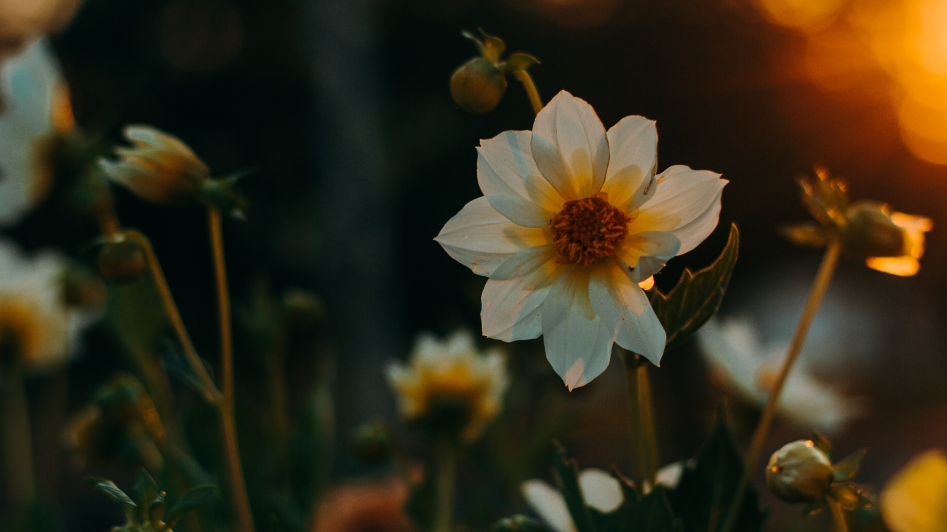 Fleur Blanche Dans L'objectif à Décalage Inclinable. Wallpaper in 1366x768 Resolution