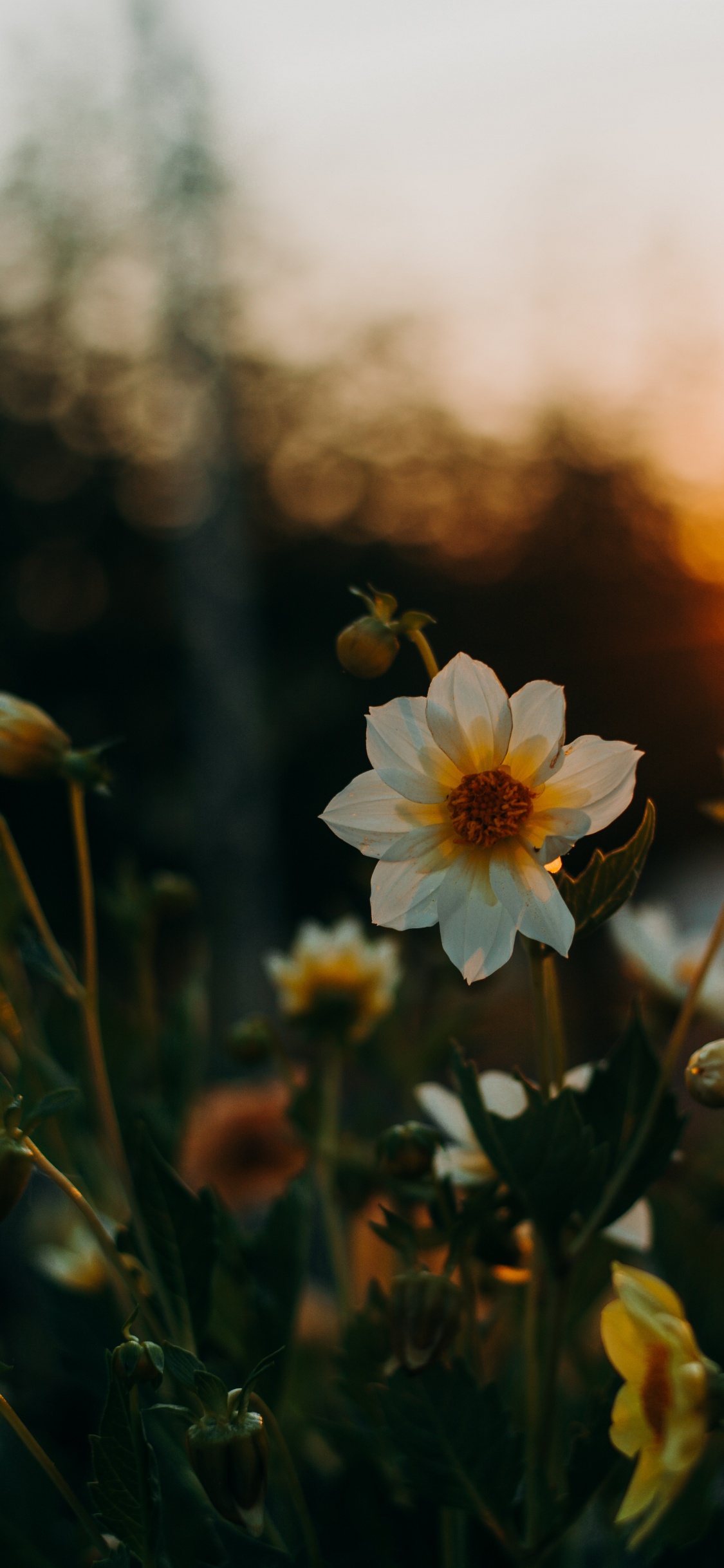 White Flower in Tilt Shift Lens. Wallpaper in 1125x2436 Resolution