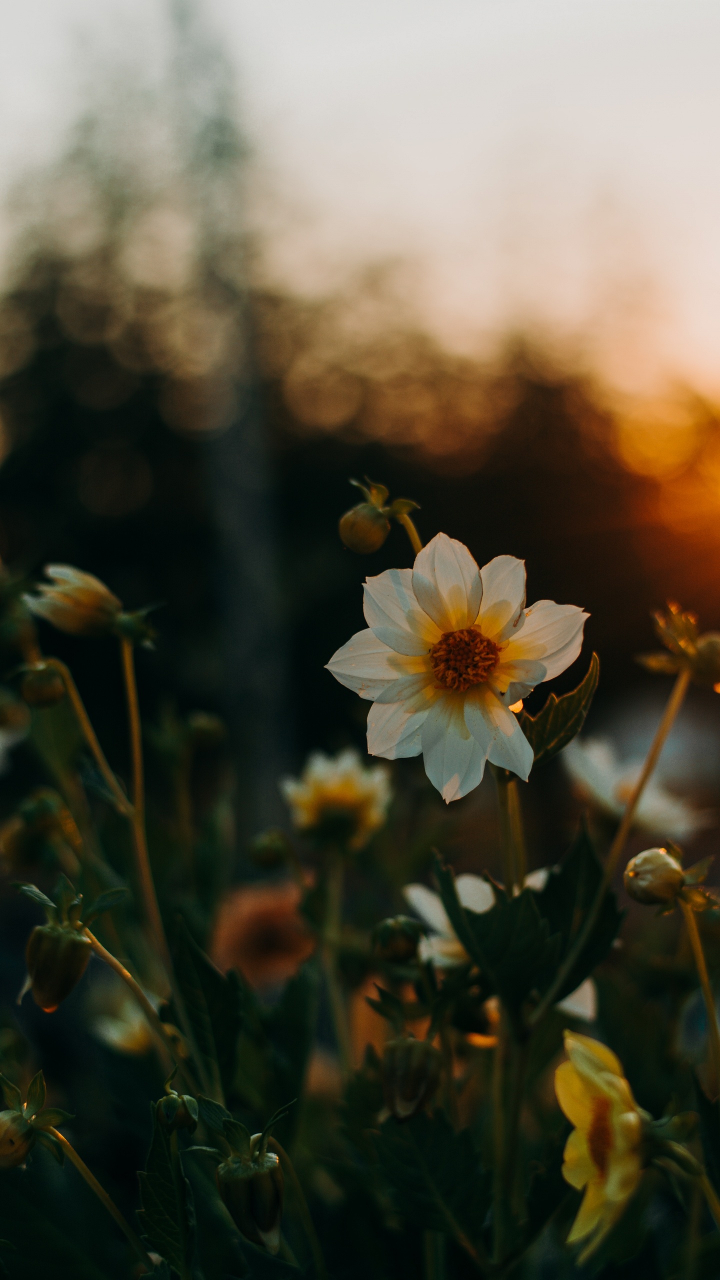 White Flower in Tilt Shift Lens. Wallpaper in 1440x2560 Resolution