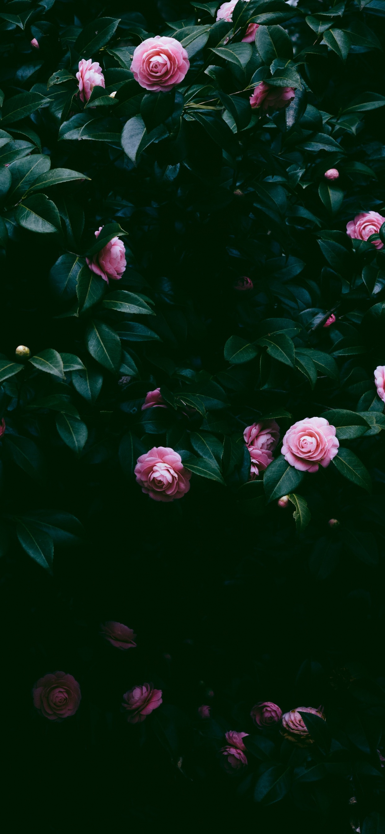 Pink, Rose, Gr, Blatt, Wasser. Wallpaper in 1242x2688 Resolution