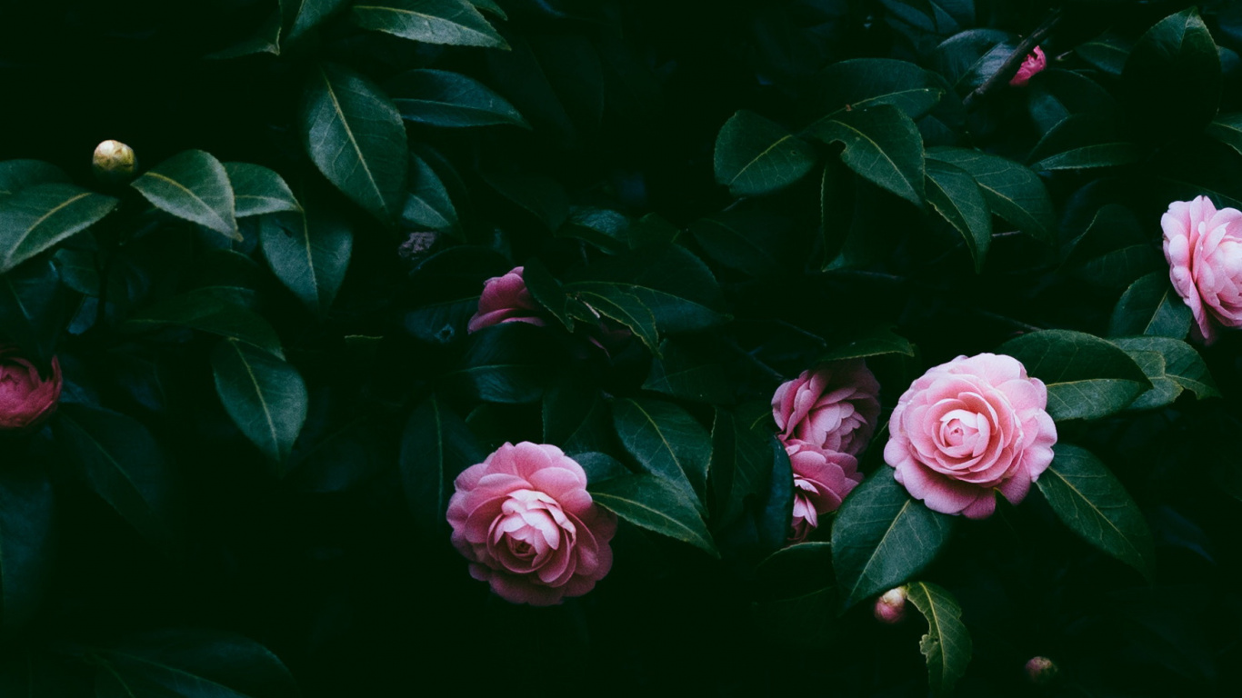 Pink, Rose, Gr, Blatt, Wasser. Wallpaper in 1366x768 Resolution