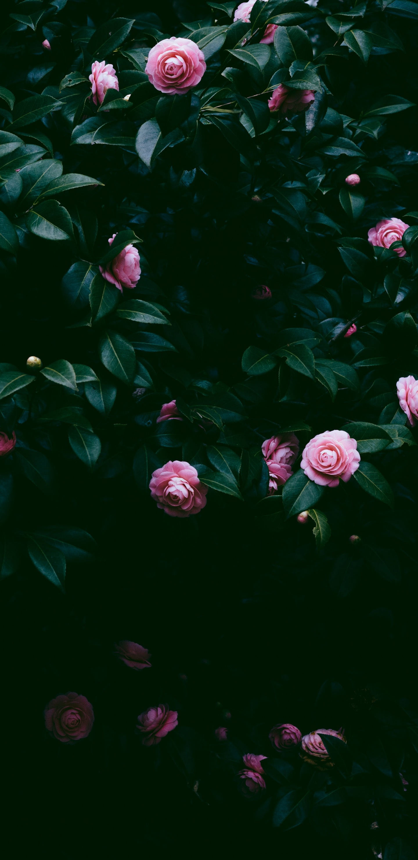 Pink, Rose, Gr, Blatt, Wasser. Wallpaper in 1440x2960 Resolution