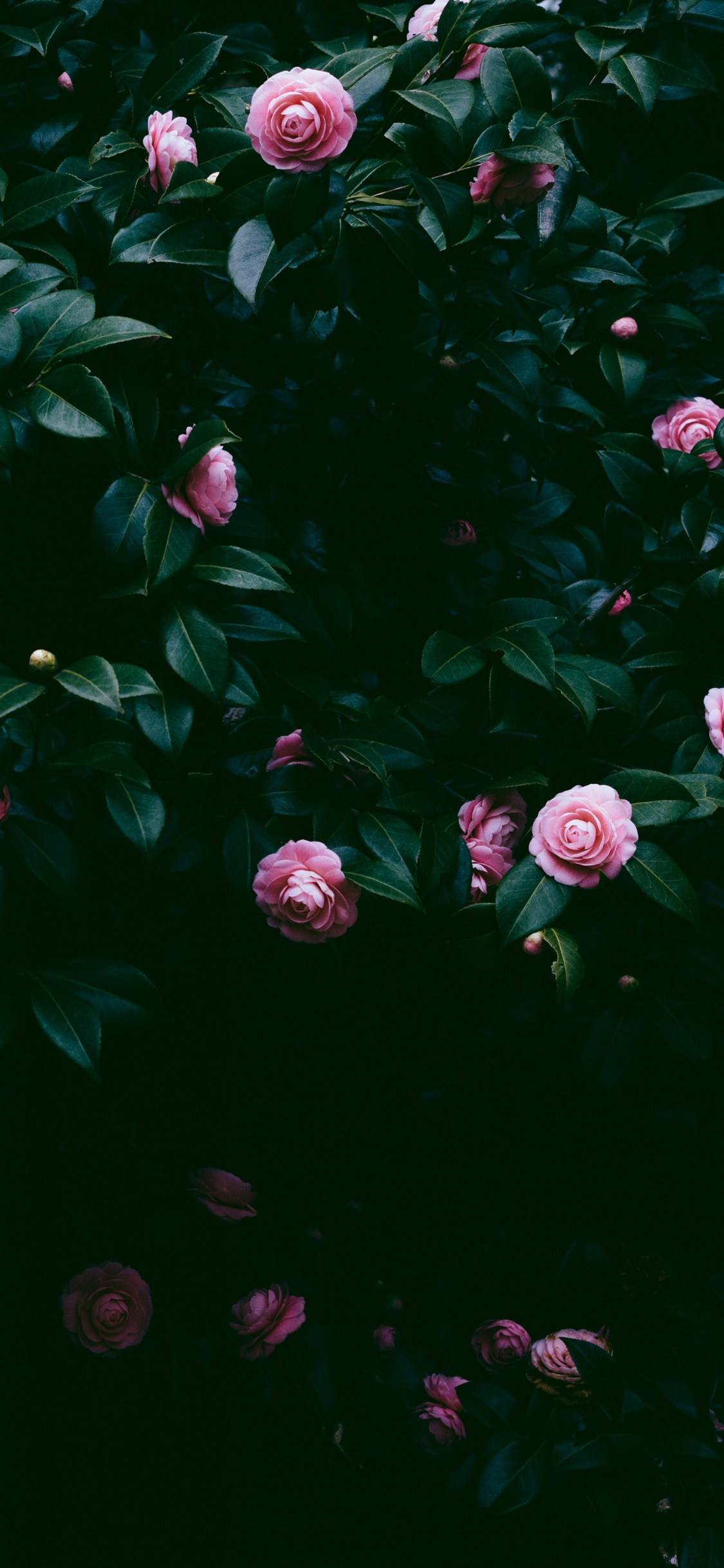 Pink, Roses, Green, Feuille, Eau. Wallpaper in 1125x2436 Resolution