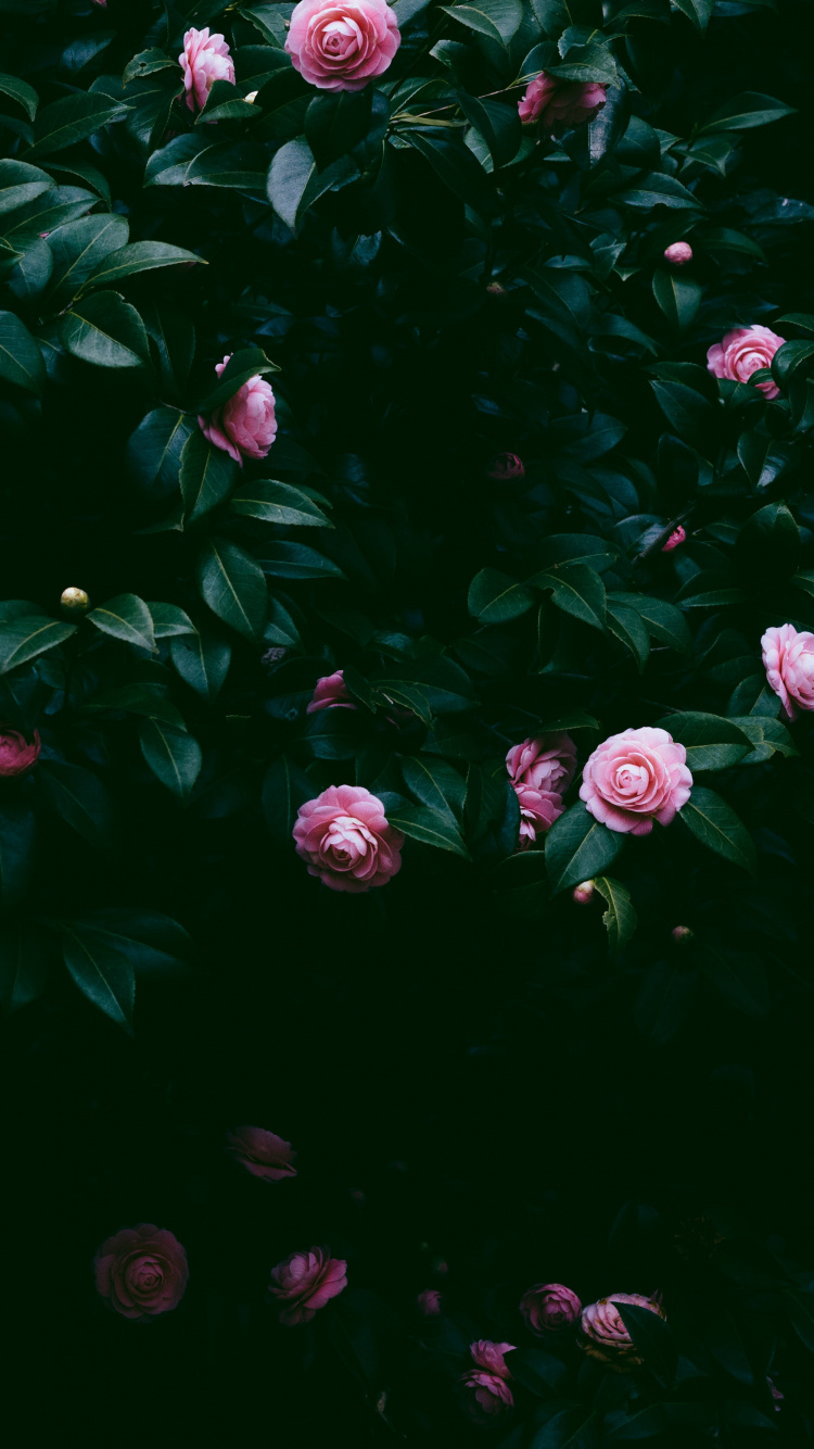Pink, Roses, Green, Feuille, Eau. Wallpaper in 750x1334 Resolution