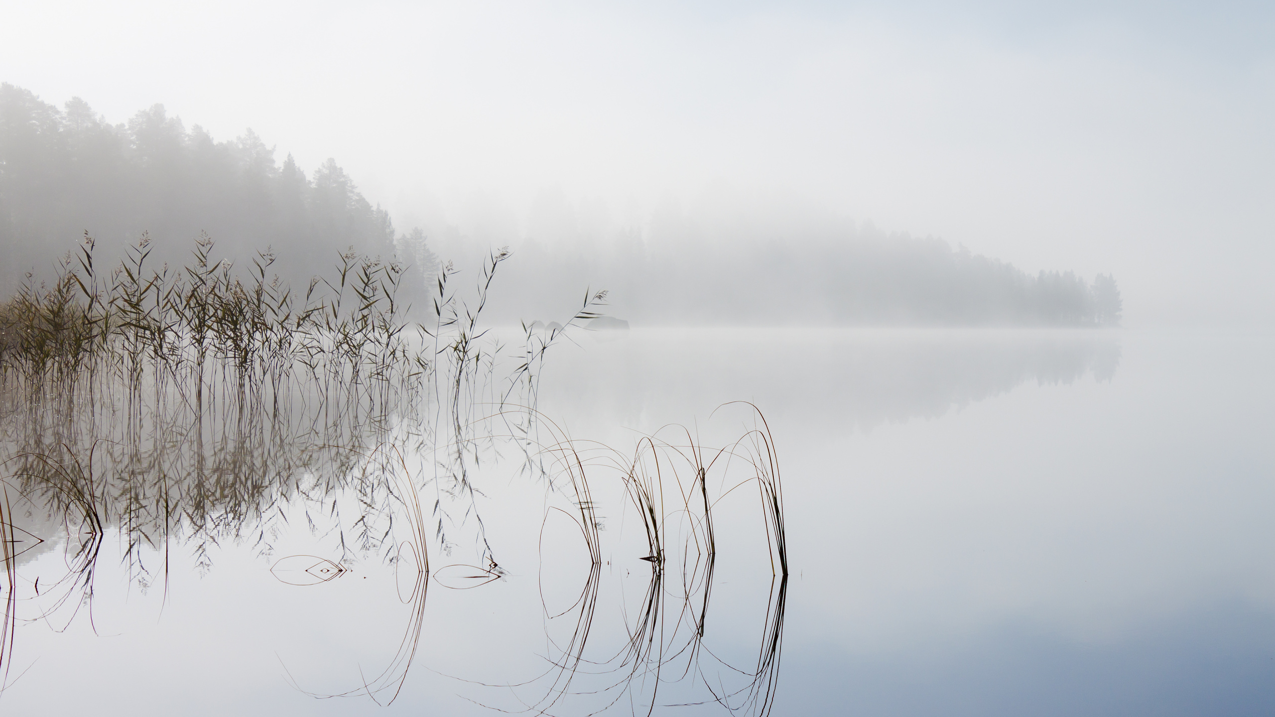 Landscape, Tablet, Water, Water Resources, Plant. Wallpaper in 2560x1440 Resolution