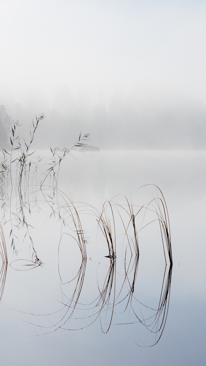 Landscape, Tablet, Water, Water Resources, Plant. Wallpaper in 720x1280 Resolution