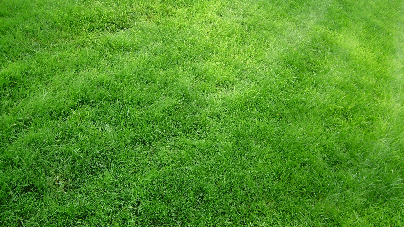 Green Grass Field During Daytime. Wallpaper in 1366x768 Resolution