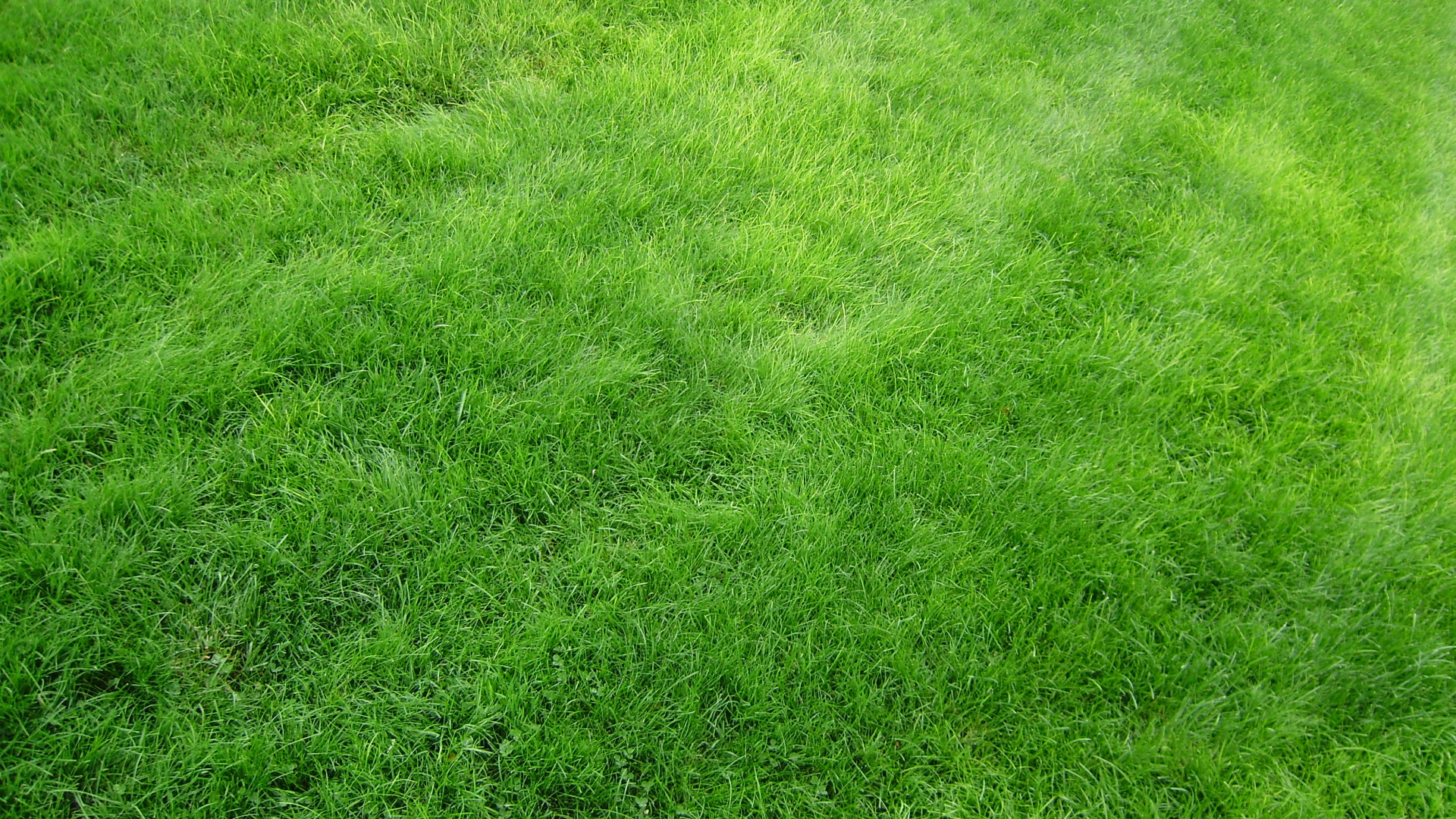 Green Grass Field During Daytime. Wallpaper in 1920x1080 Resolution