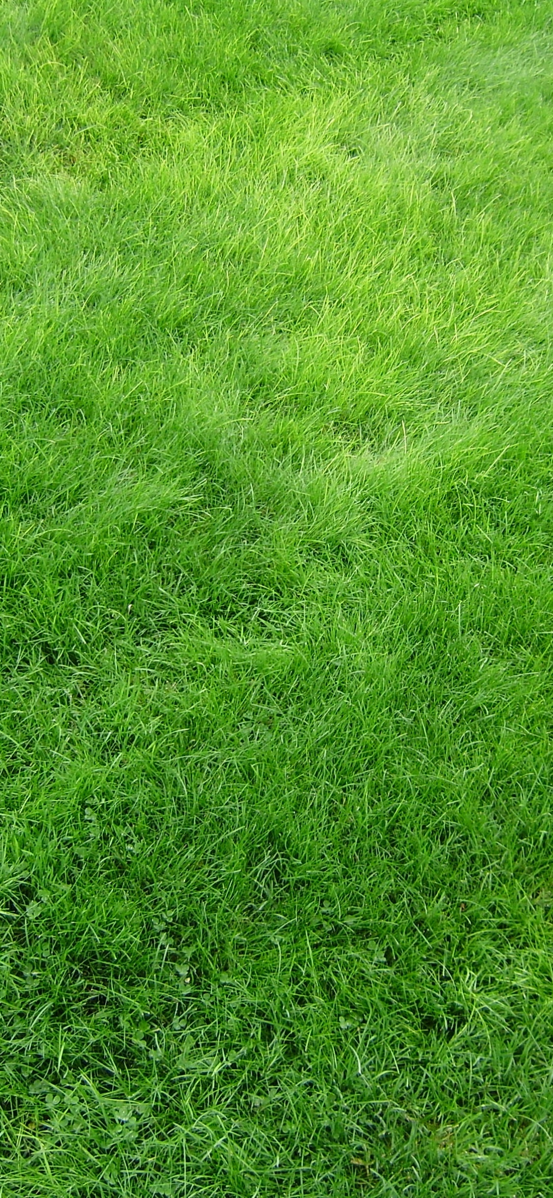 Campo de Hierba Verde Durante el Día. Wallpaper in 1125x2436 Resolution