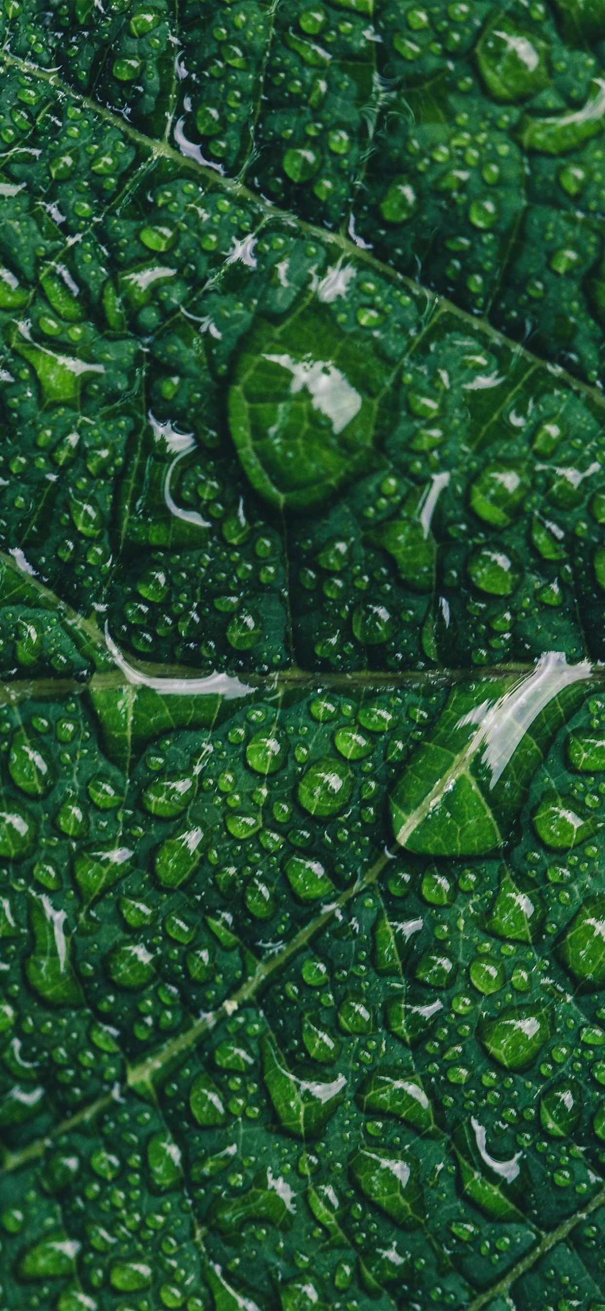 Marketing Verde, el Marketing Digital, Marketing, Planta Terrestre, Agua. Wallpaper in 1242x2688 Resolution