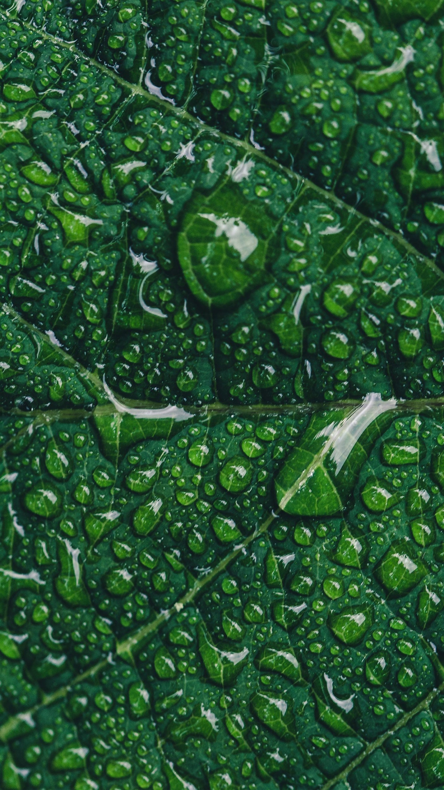 Marketing Verde, el Marketing Digital, Marketing, Planta Terrestre, Agua. Wallpaper in 1440x2560 Resolution