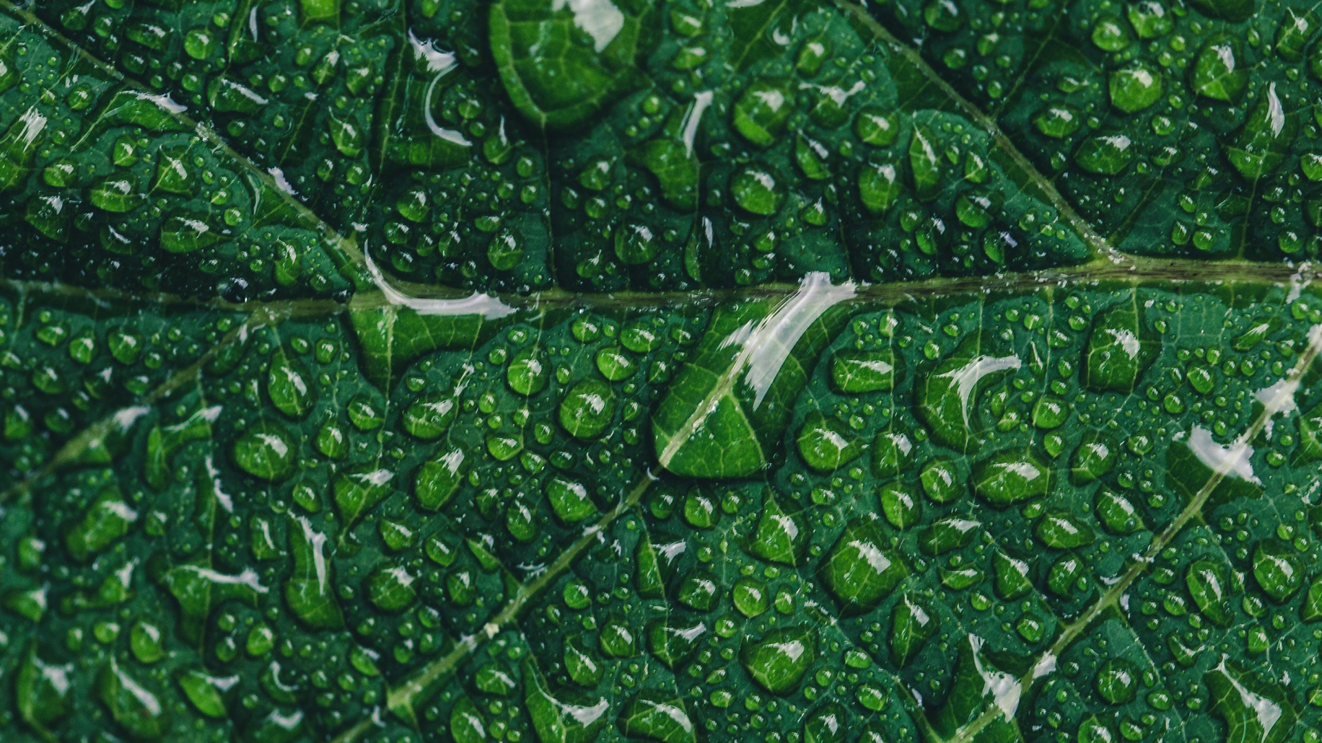 Marketing Verde, el Marketing Digital, Marketing, Planta Terrestre, Agua. Wallpaper in 1920x1080 Resolution