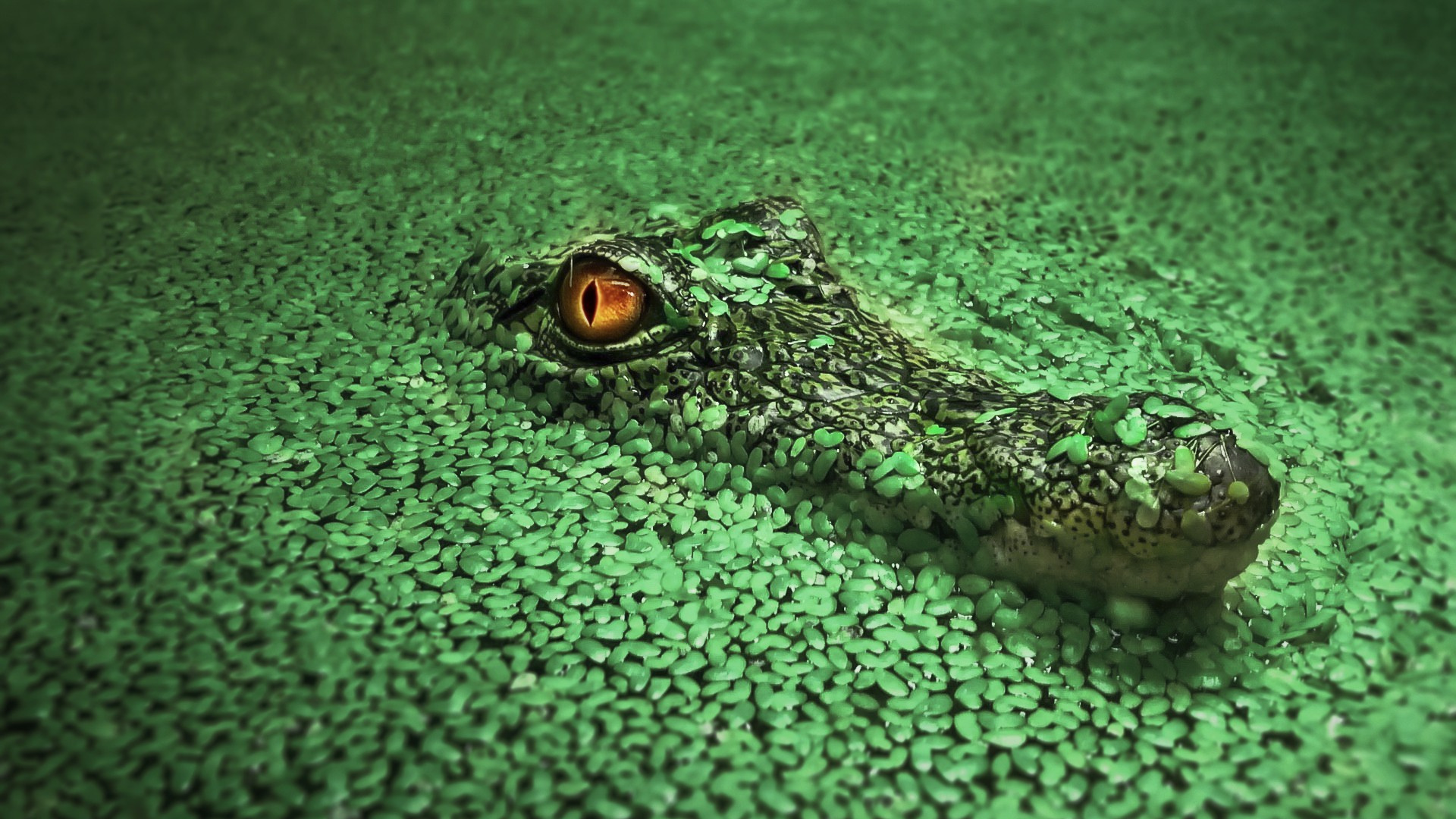 Crocodile Vert et Noir Sur Une Surface Verte. Wallpaper in 1920x1080 Resolution