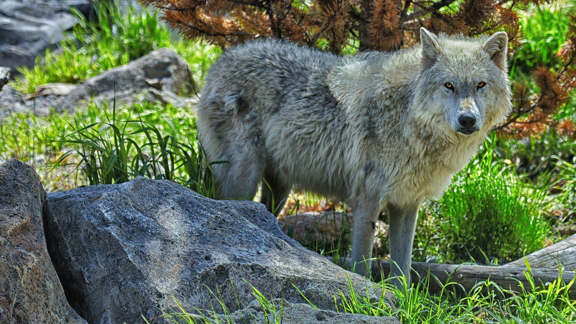 Loup Gris Sur Rocher Gris. Wallpaper in 1920x1080 Resolution