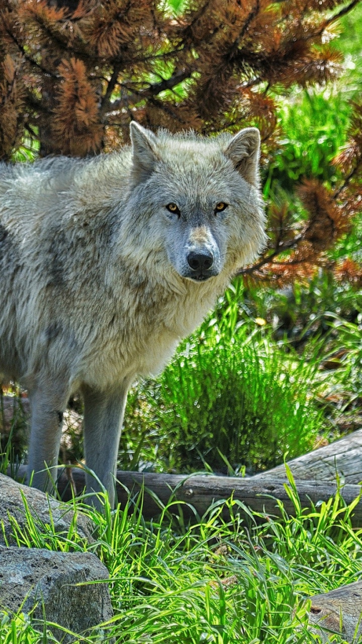 Loup Gris Sur Rocher Gris. Wallpaper in 720x1280 Resolution