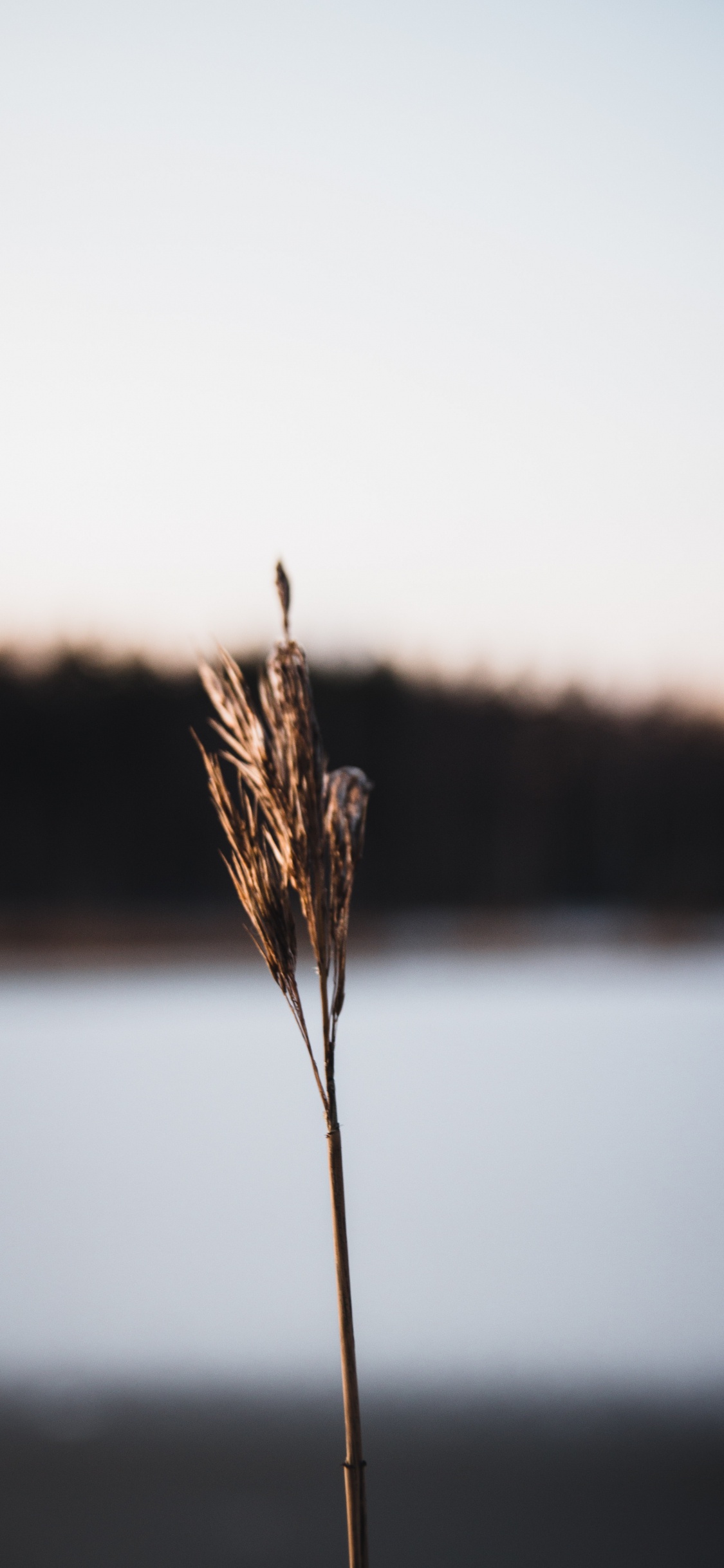 Brown Wheat in Close up Photography. Wallpaper in 1125x2436 Resolution