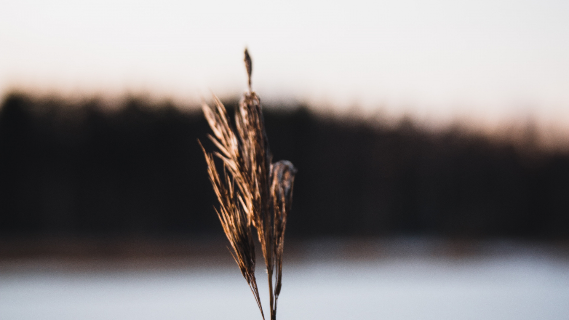Brown Wheat in Close up Photography. Wallpaper in 1920x1080 Resolution