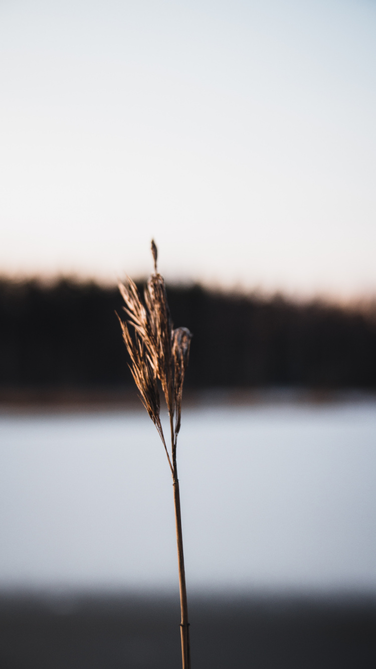 Brown Wheat in Close up Photography. Wallpaper in 750x1334 Resolution