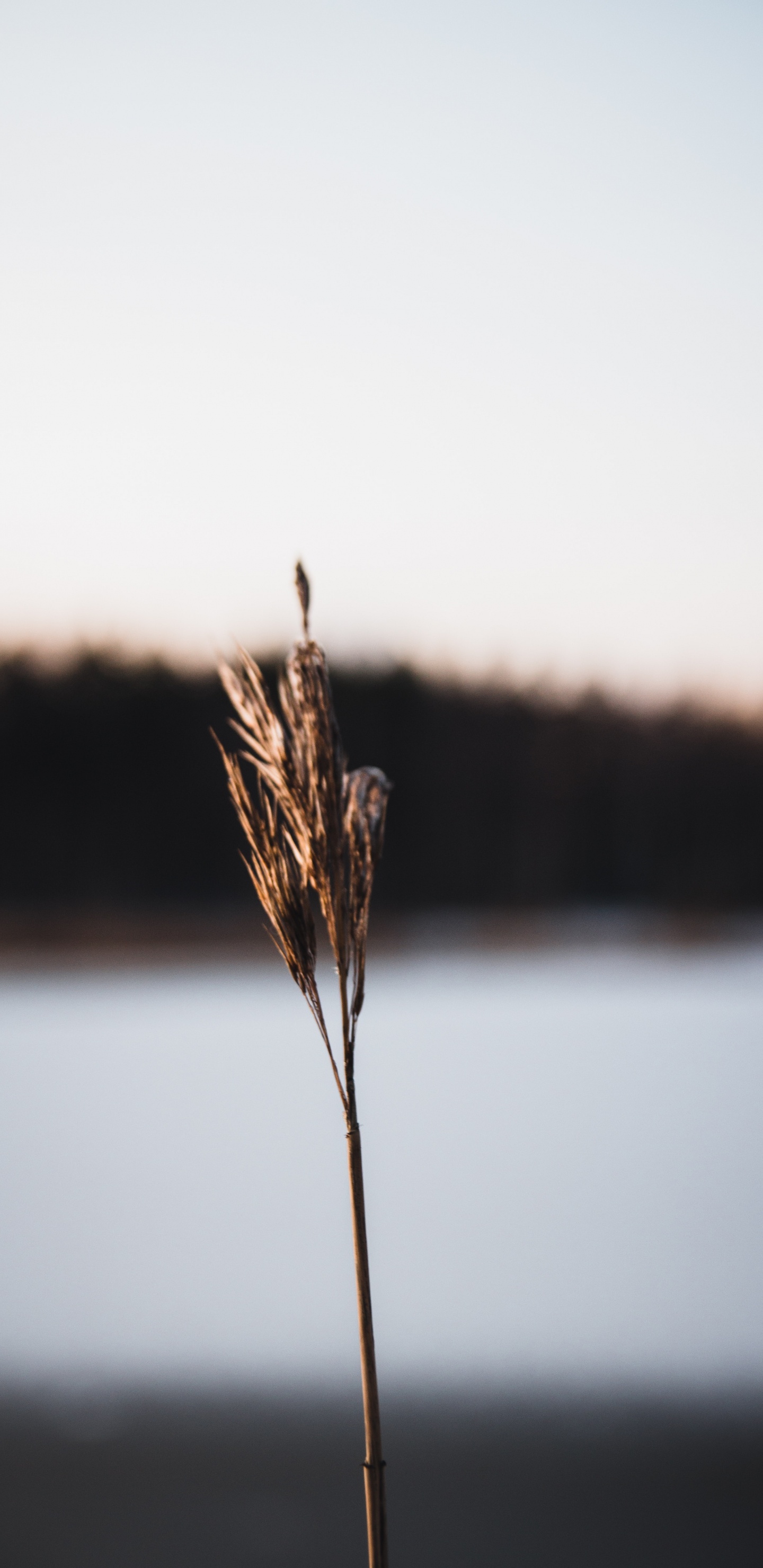 关闭了, 草家庭, 植物干, 草坪, 早上 壁纸 1440x2960 允许