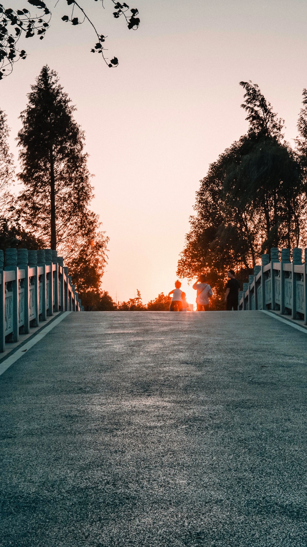 Baum, Licht, Naturlandschaft, Road, Morgen. Wallpaper in 1080x1920 Resolution