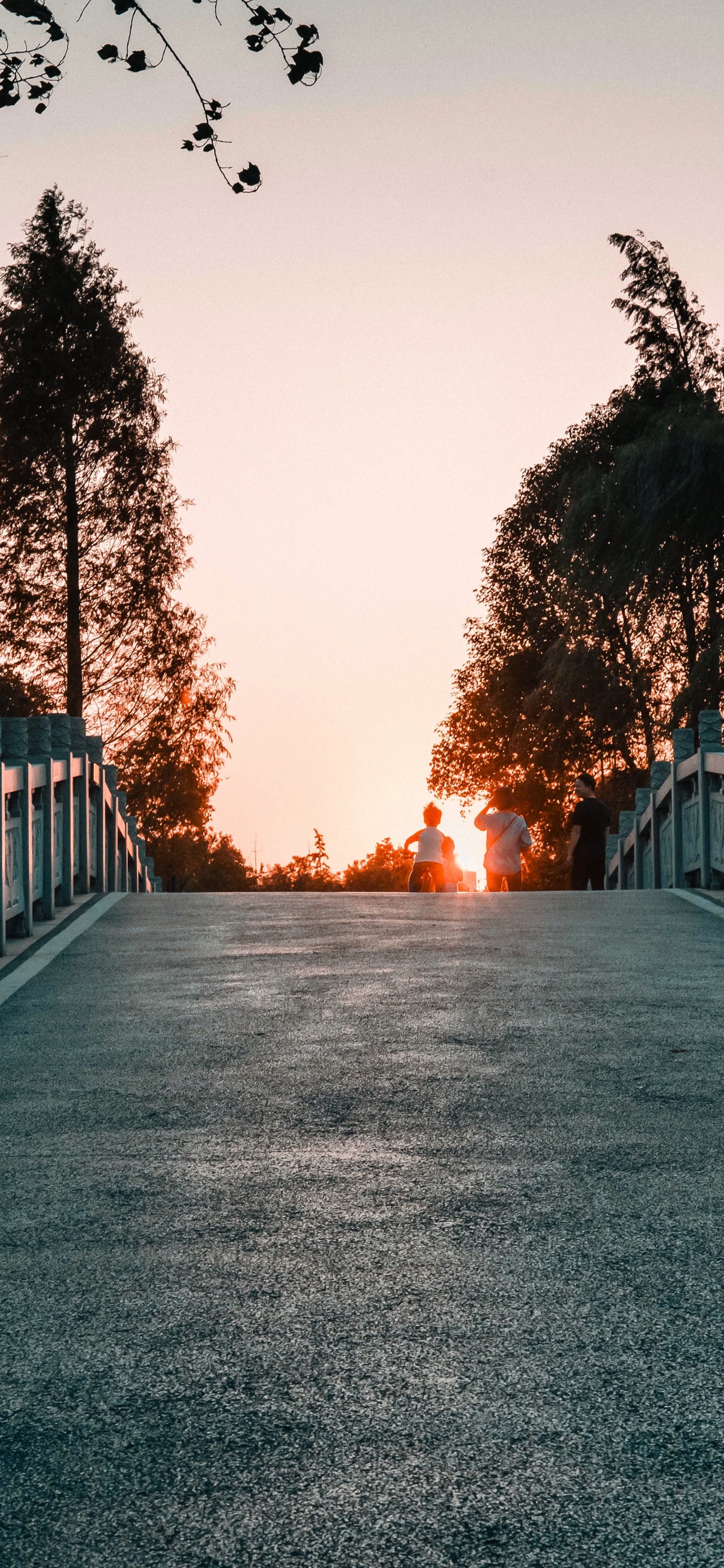 Baum, Licht, Naturlandschaft, Road, Morgen. Wallpaper in 1242x2688 Resolution