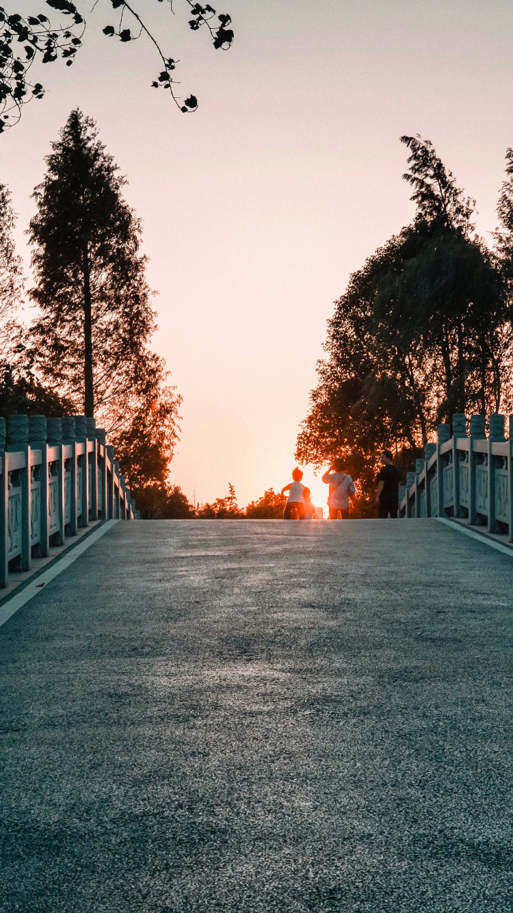 Baum, Licht, Naturlandschaft, Road, Morgen. Wallpaper in 750x1334 Resolution