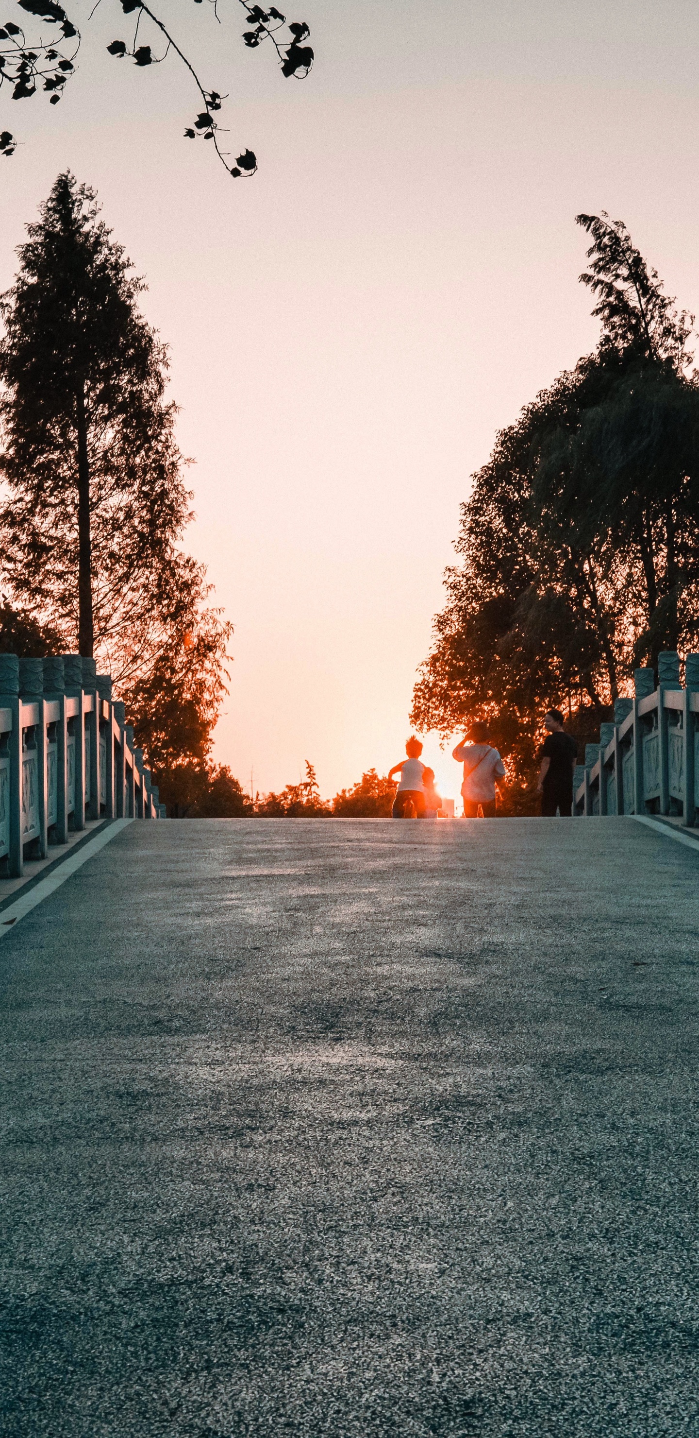 光, 自然景观, 早上, 木本植物, 基础设施 壁纸 1440x2960 允许