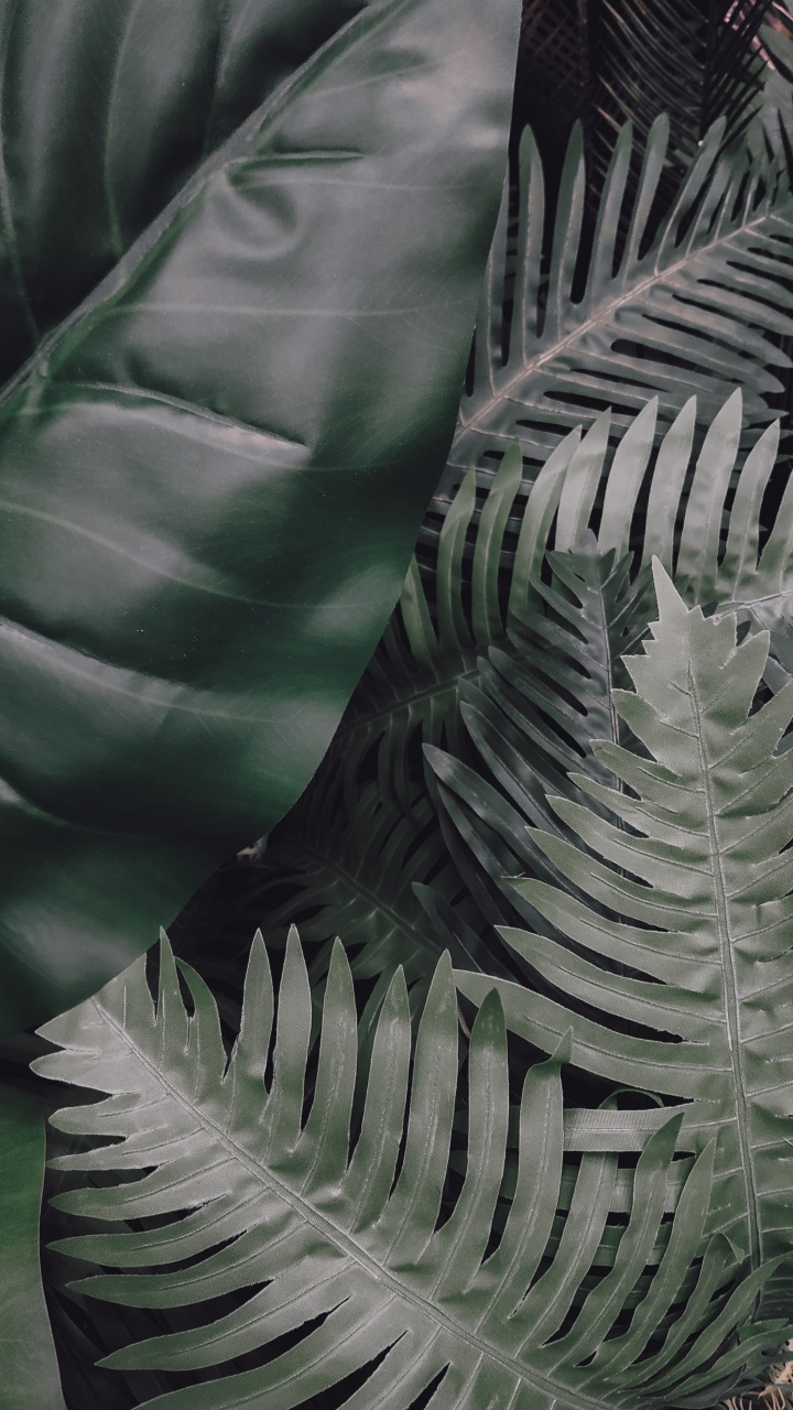 Feuille, Green, Végétation, Plante Terrestre, Botanique. Wallpaper in 720x1280 Resolution