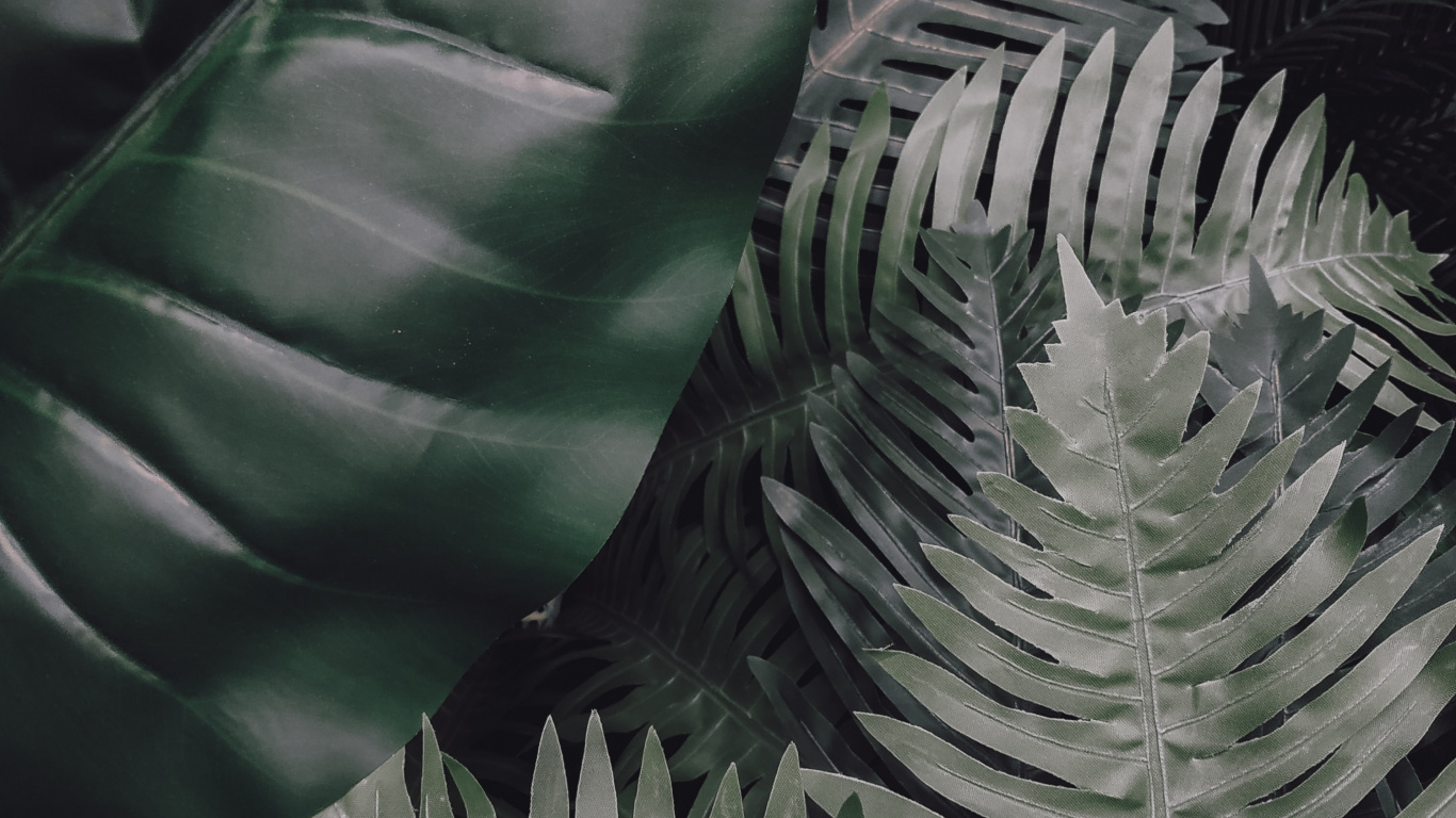 Blatt, Gr, Vegetation, Terrestrische Pflanzen, Botanik. Wallpaper in 1366x768 Resolution