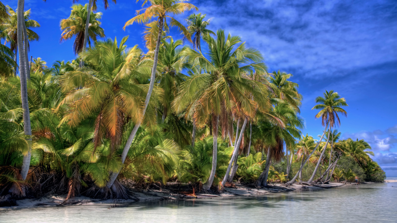 Green Coconut Trees on Body of Water During Daytime. Wallpaper in 1280x720 Resolution