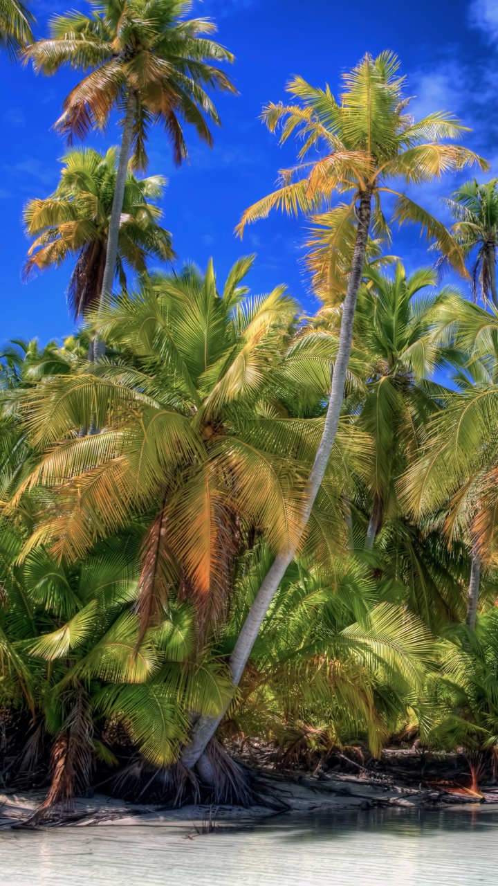 Green Coconut Trees on Body of Water During Daytime. Wallpaper in 720x1280 Resolution