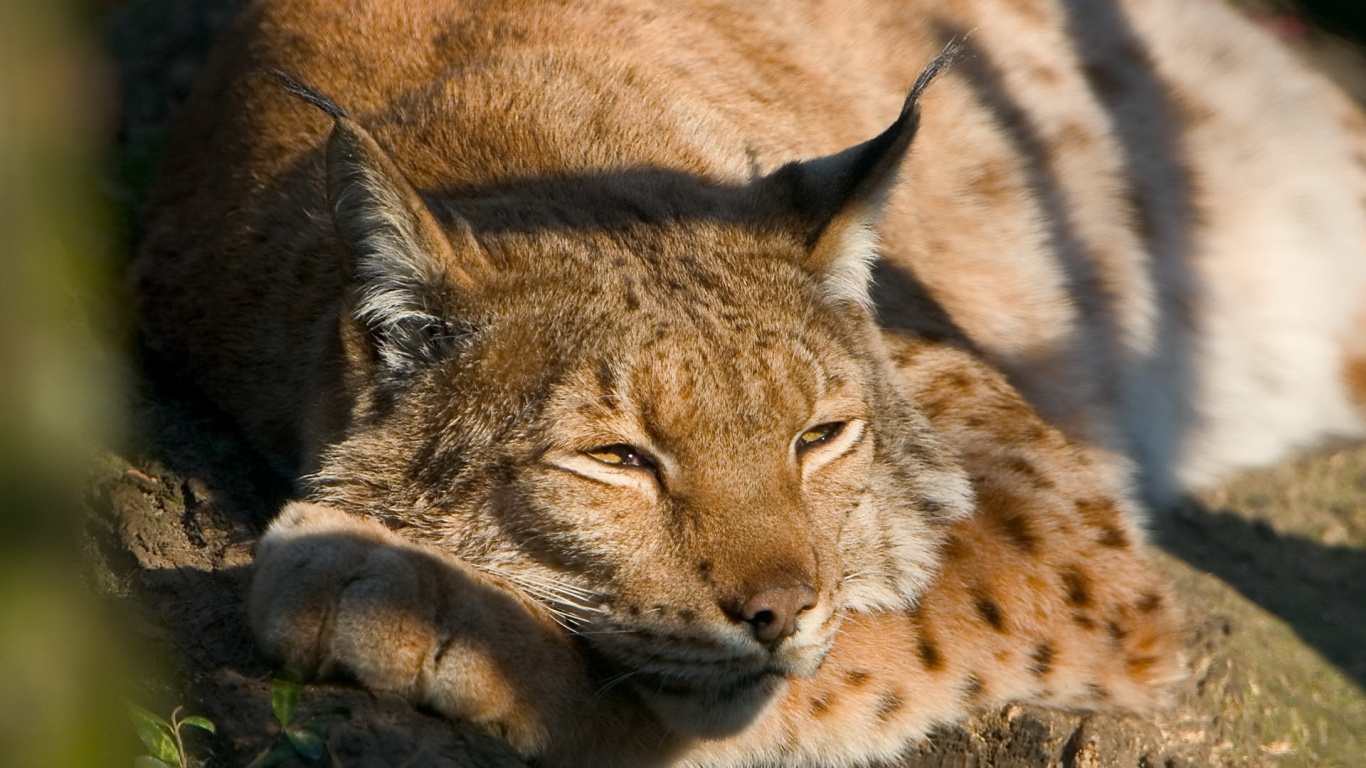 Brown and Black Cat Lying on Brown Rock. Wallpaper in 1366x768 Resolution