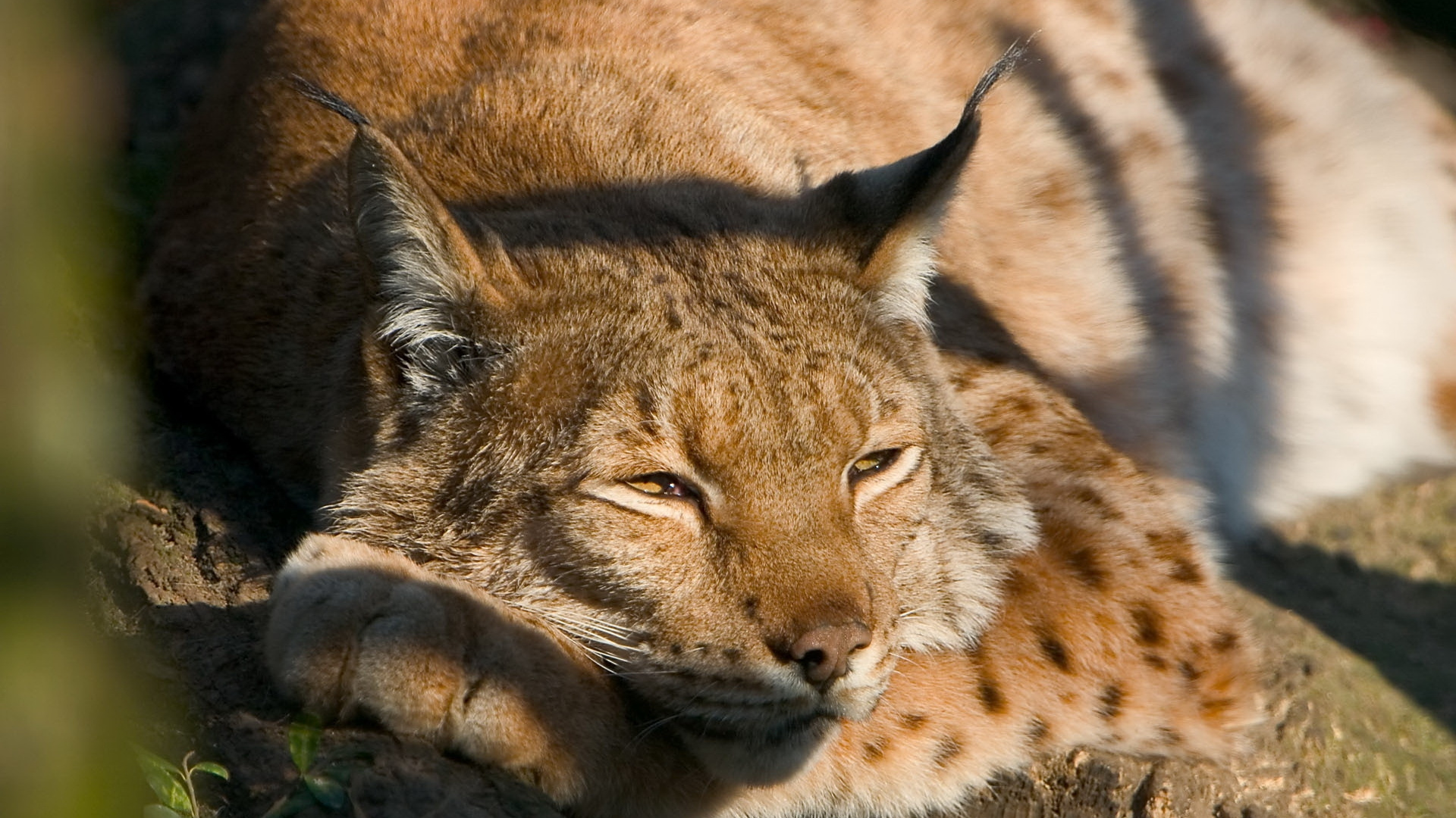 Braune Und Schwarze Katze, Die Auf Braunem Felsen Liegt. Wallpaper in 1920x1080 Resolution