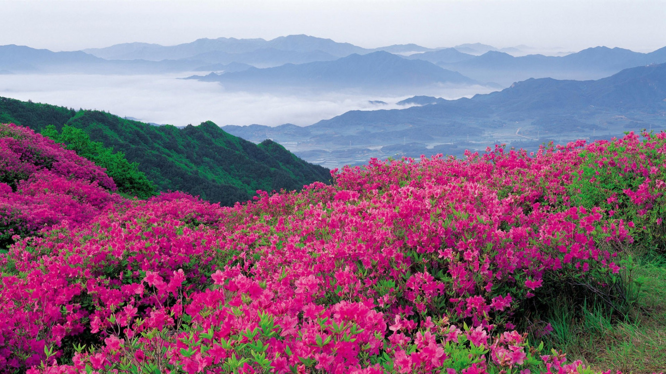 Champ de Fleurs Roses Près Des Montagnes Pendant la Journée. Wallpaper in 1366x768 Resolution