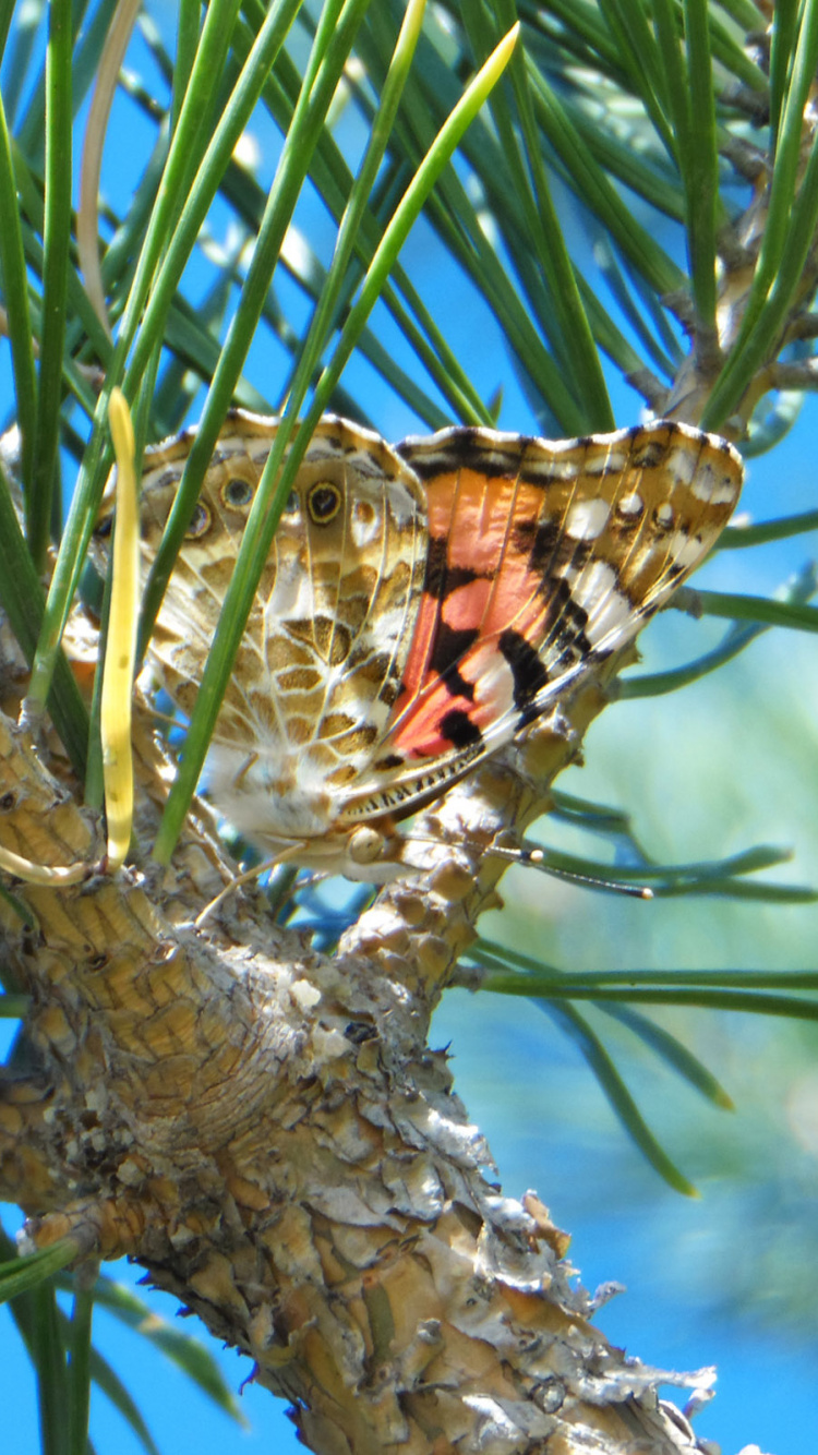 Papillon Marron et Noir Sur Une Branche D'arbre Marron. Wallpaper in 750x1334 Resolution