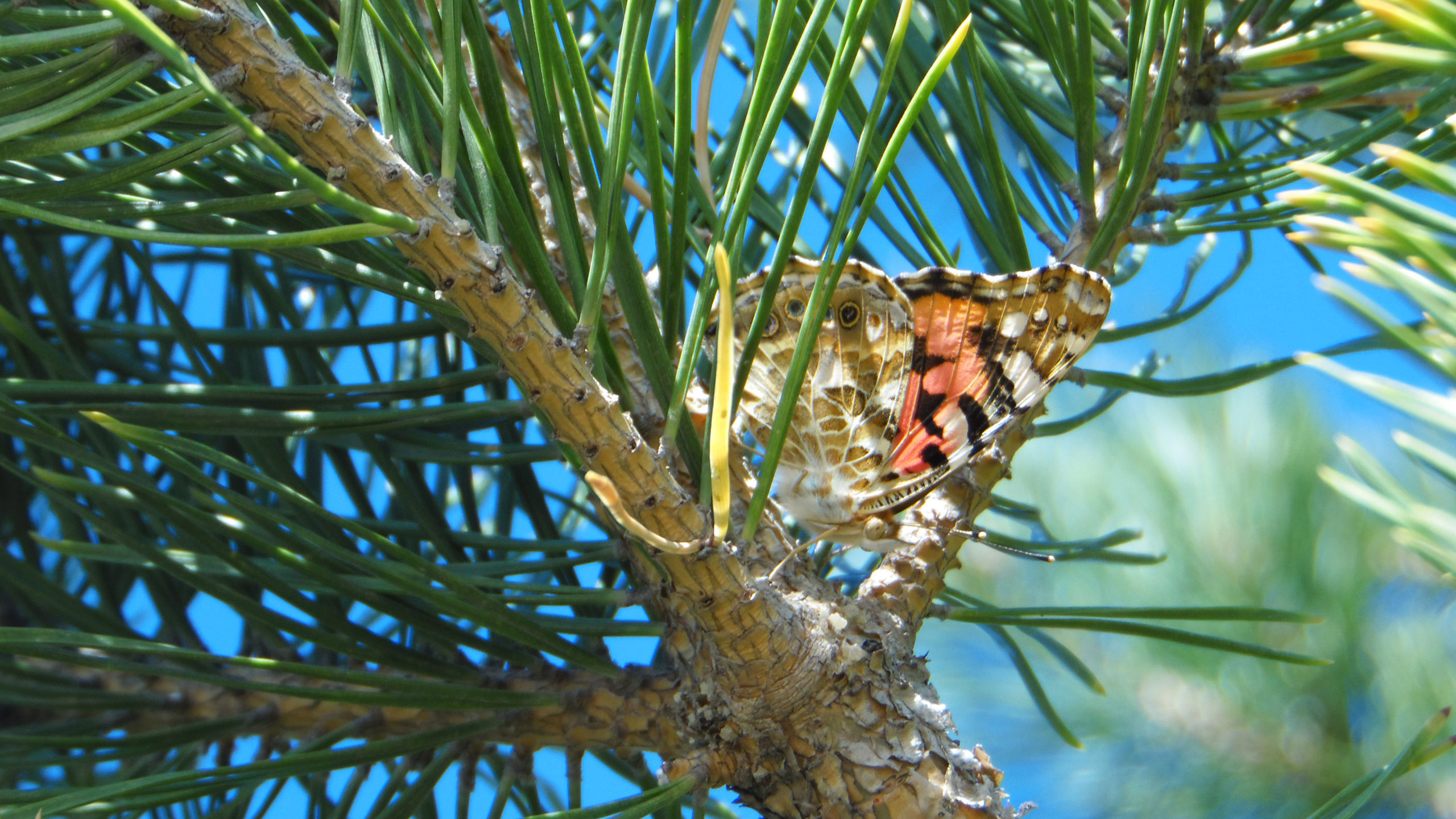 Brauner Und Schwarzer Schmetterling Auf Braunem Ast. Wallpaper in 2560x1440 Resolution