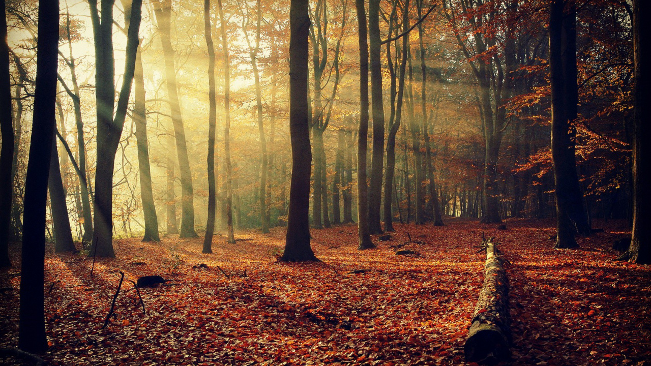 Brown Dried Leaves on Ground With Trees. Wallpaper in 1280x720 Resolution