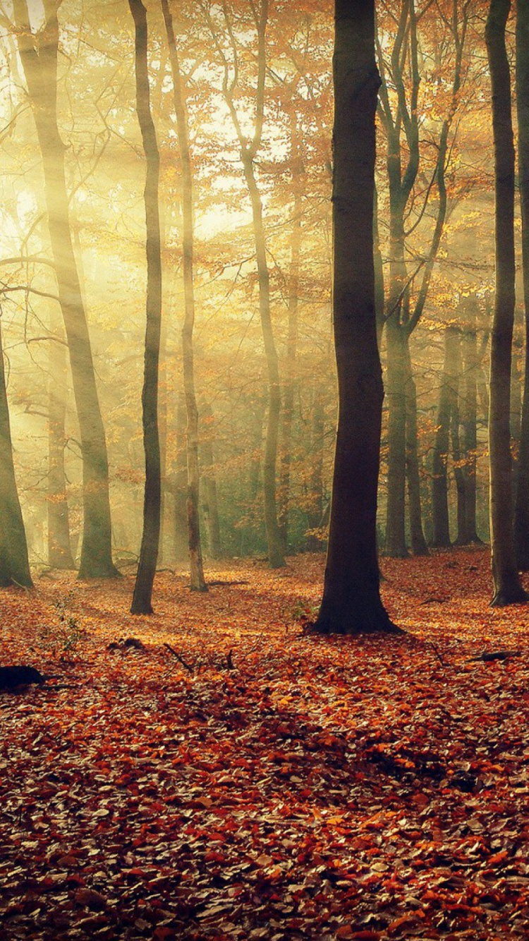 Brown Dried Leaves on Ground With Trees. Wallpaper in 750x1334 Resolution