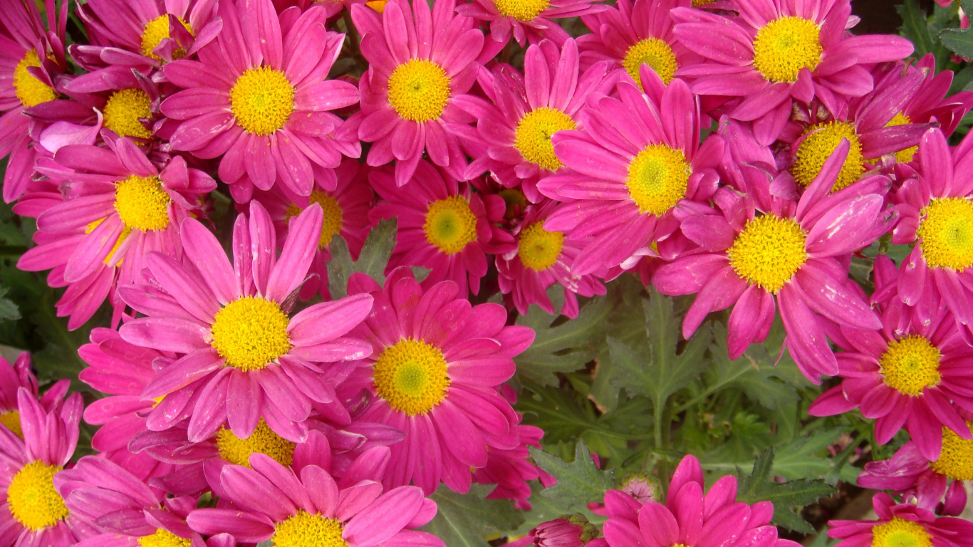 Pink Flowers With Green Leaves. Wallpaper in 1366x768 Resolution