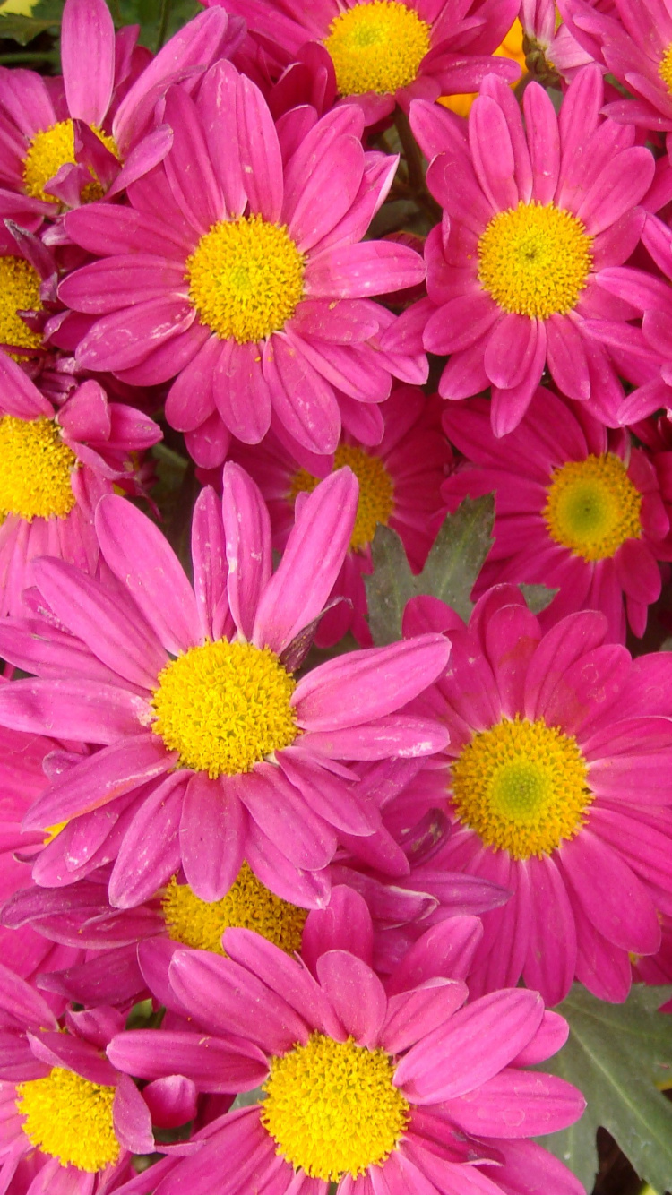 Flores Rosadas Con Hojas Verdes. Wallpaper in 750x1334 Resolution