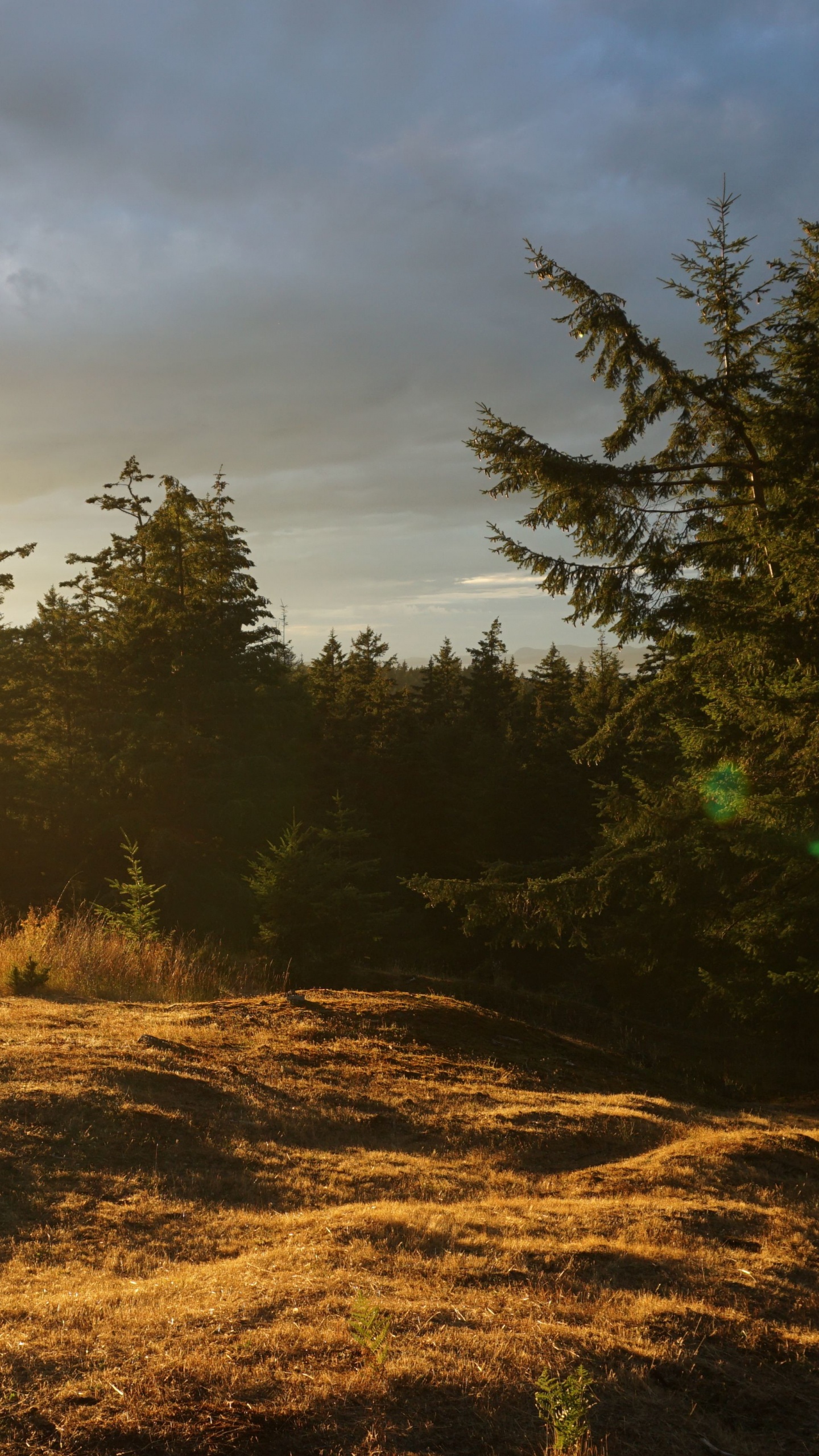 Arbres Verts Sur Champ Brun Sous Ciel Nuageux Pendant la Journée. Wallpaper in 1440x2560 Resolution