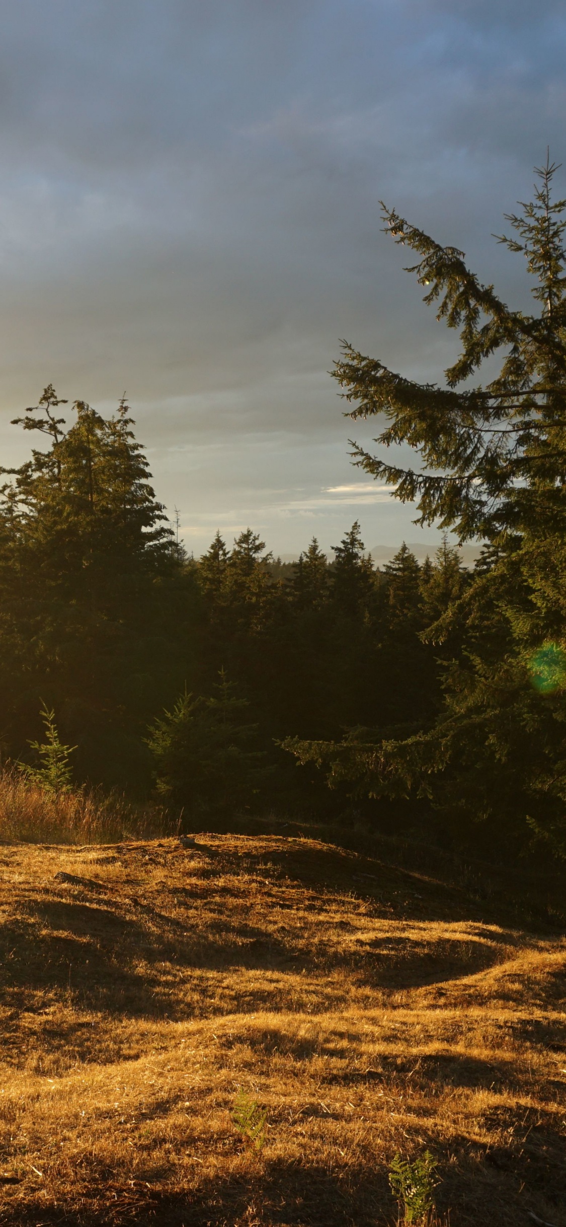 Green Trees on Brown Field Under Cloudy Sky During Daytime. Wallpaper in 1125x2436 Resolution