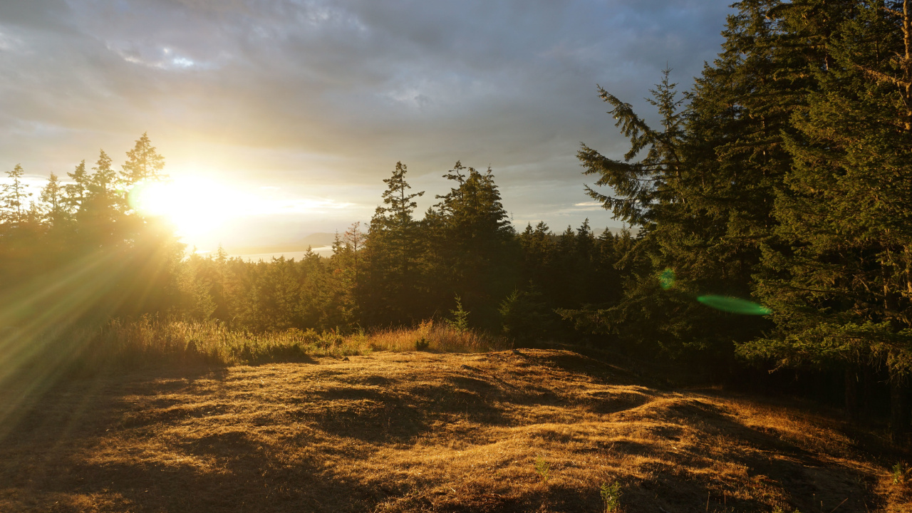 Green Trees on Brown Field Under Cloudy Sky During Daytime. Wallpaper in 1280x720 Resolution