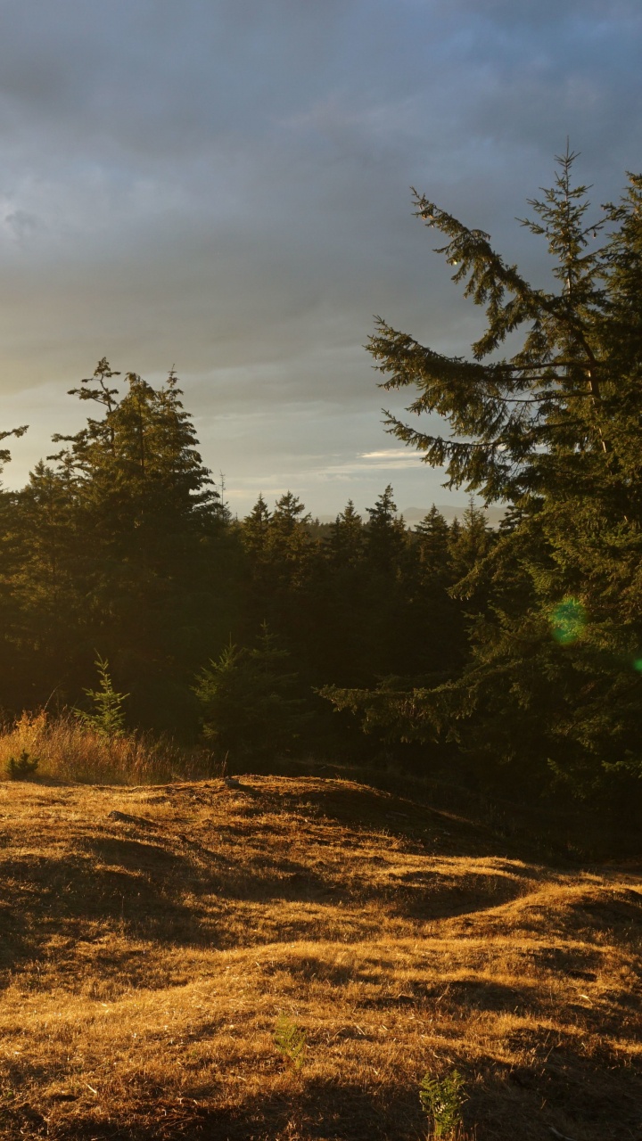 Green Trees on Brown Field Under Cloudy Sky During Daytime. Wallpaper in 720x1280 Resolution