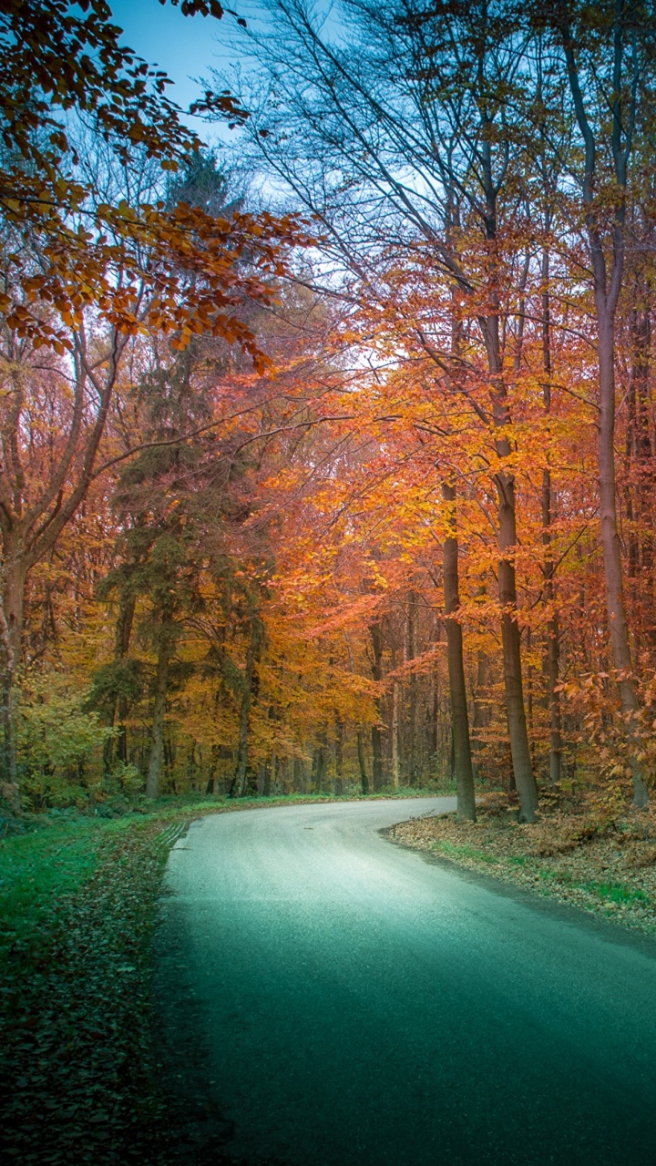 Route Goudronnée Grise Entre Les Arbres Bruns Pendant la Journée. Wallpaper in 720x1280 Resolution